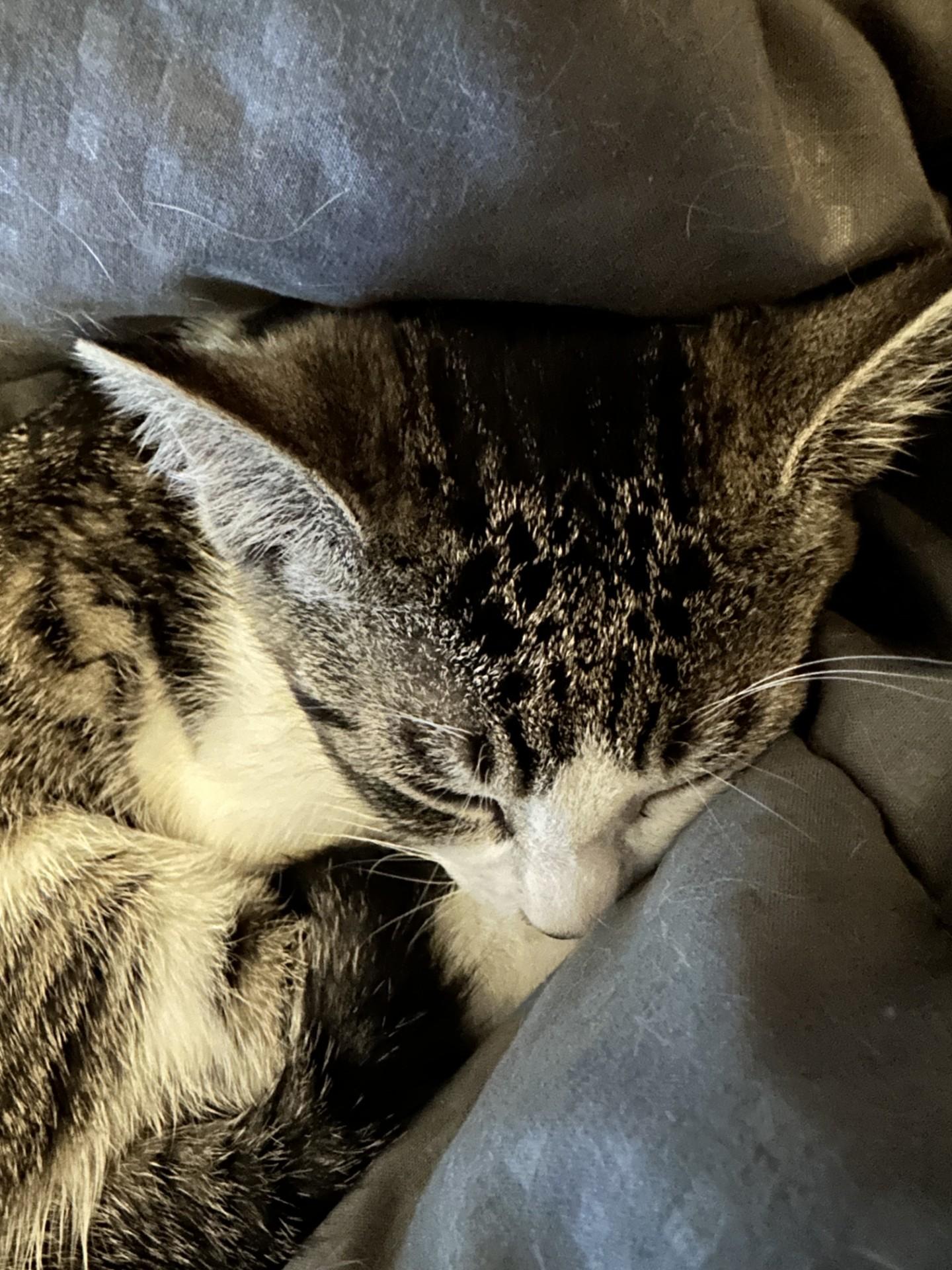 Lyla (bonded with Georgie)