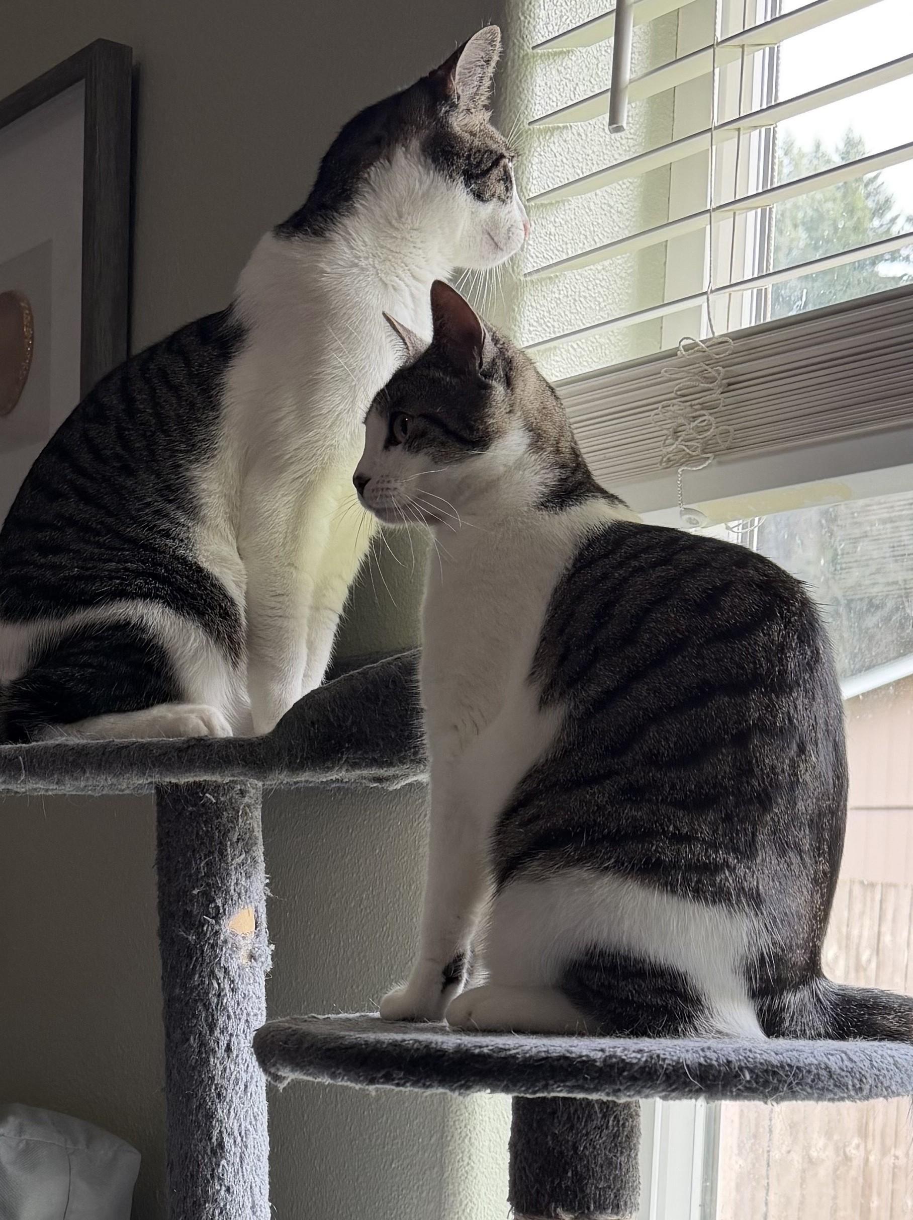 Enlarge Lyla (bonded with Georgie), a Adoptable Domestic Short Hair in Silverton, OR image 3/4