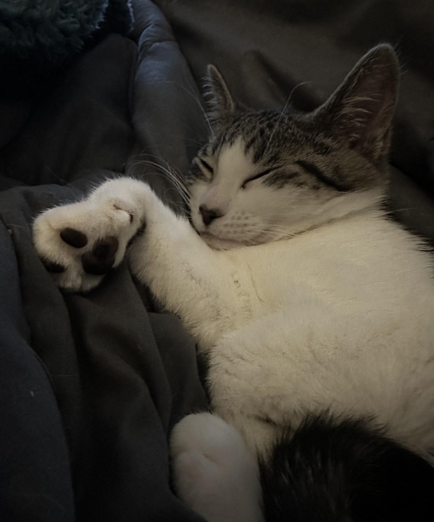 Lyla (bonded with Georgie)