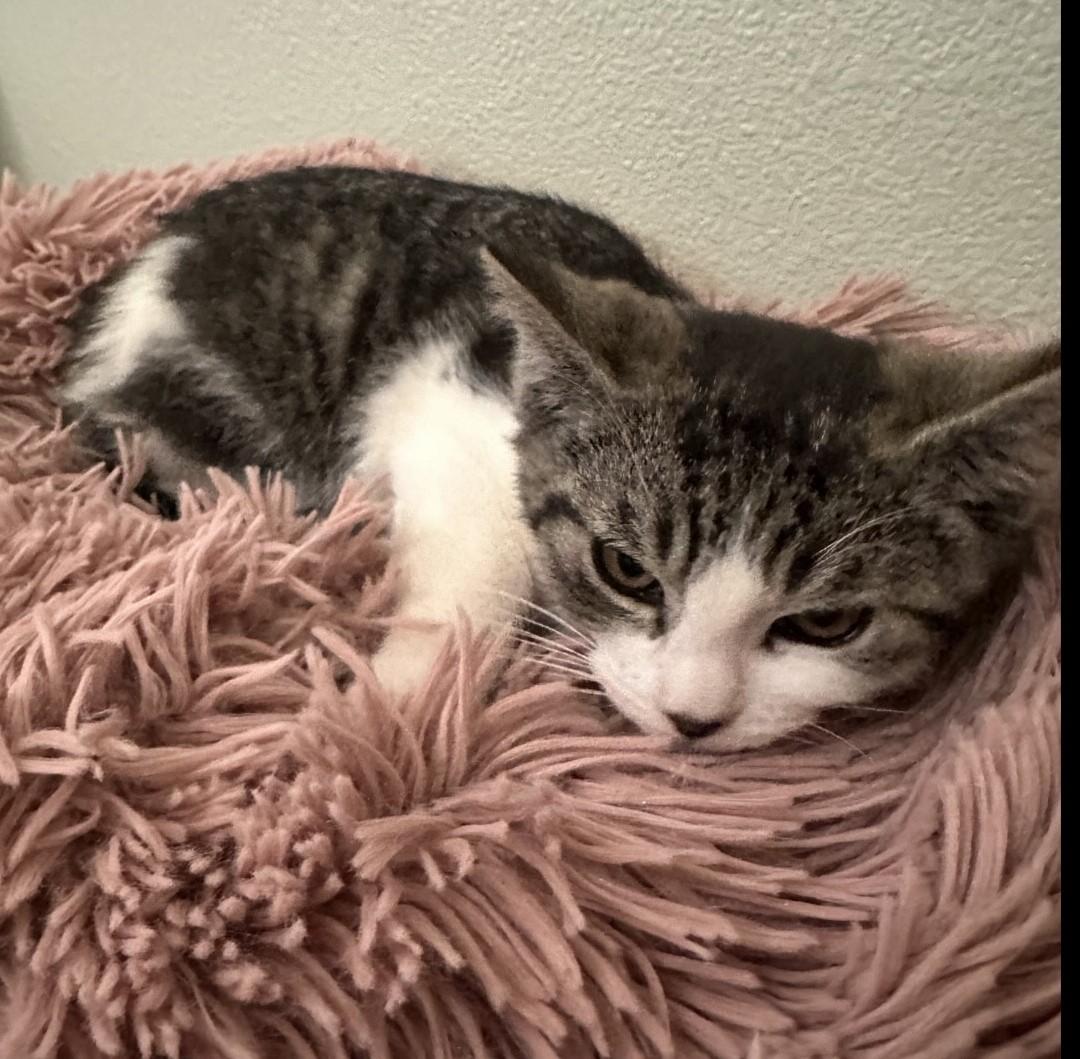 Lyla (bonded with Georgie), a Adoptable Domestic Short Hair in Silverton, OR image 6/6