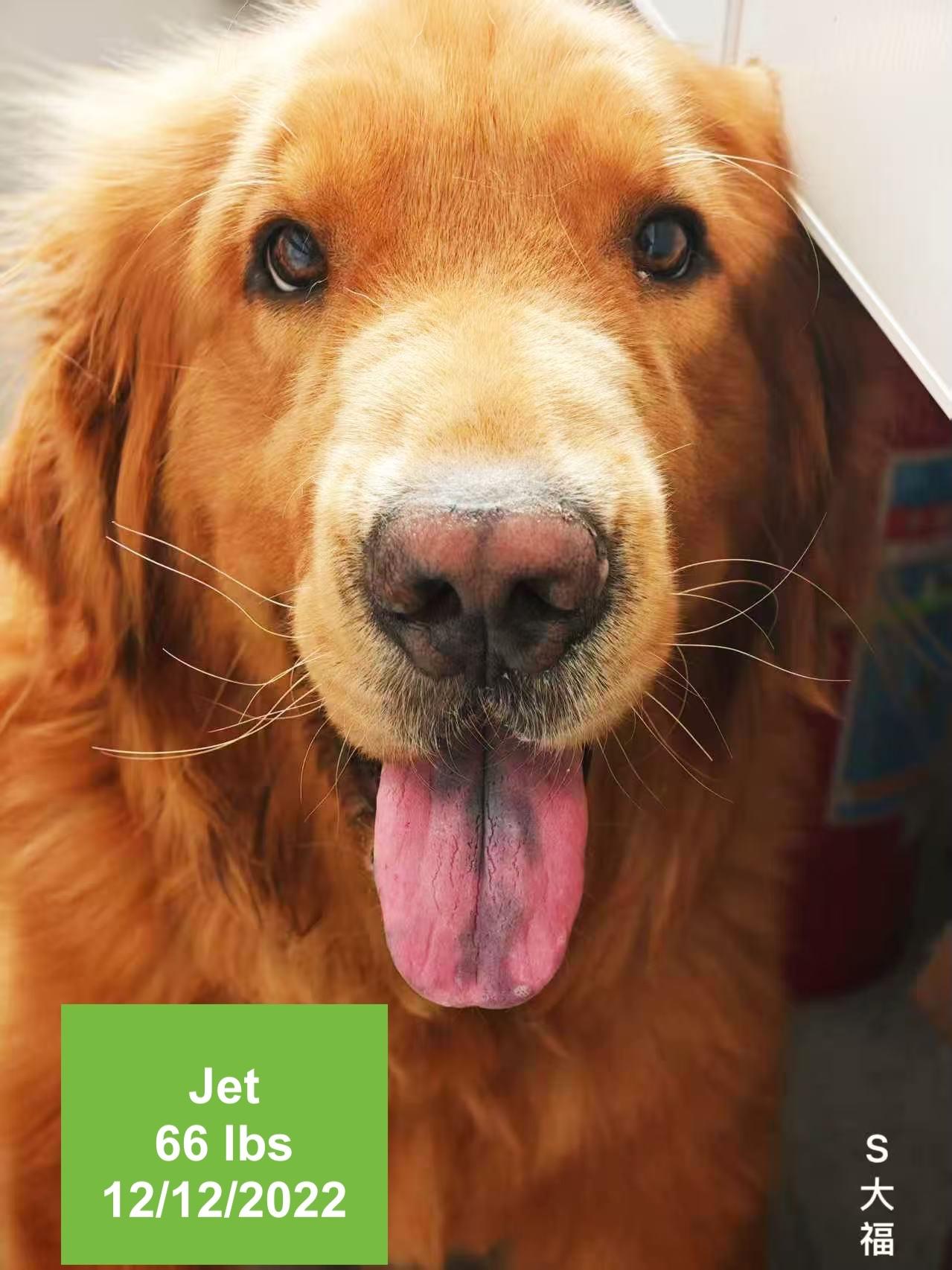 Enlarge Jet, a ADOPTABLE Golden Retriever in West Hollywood, CA image 3/3