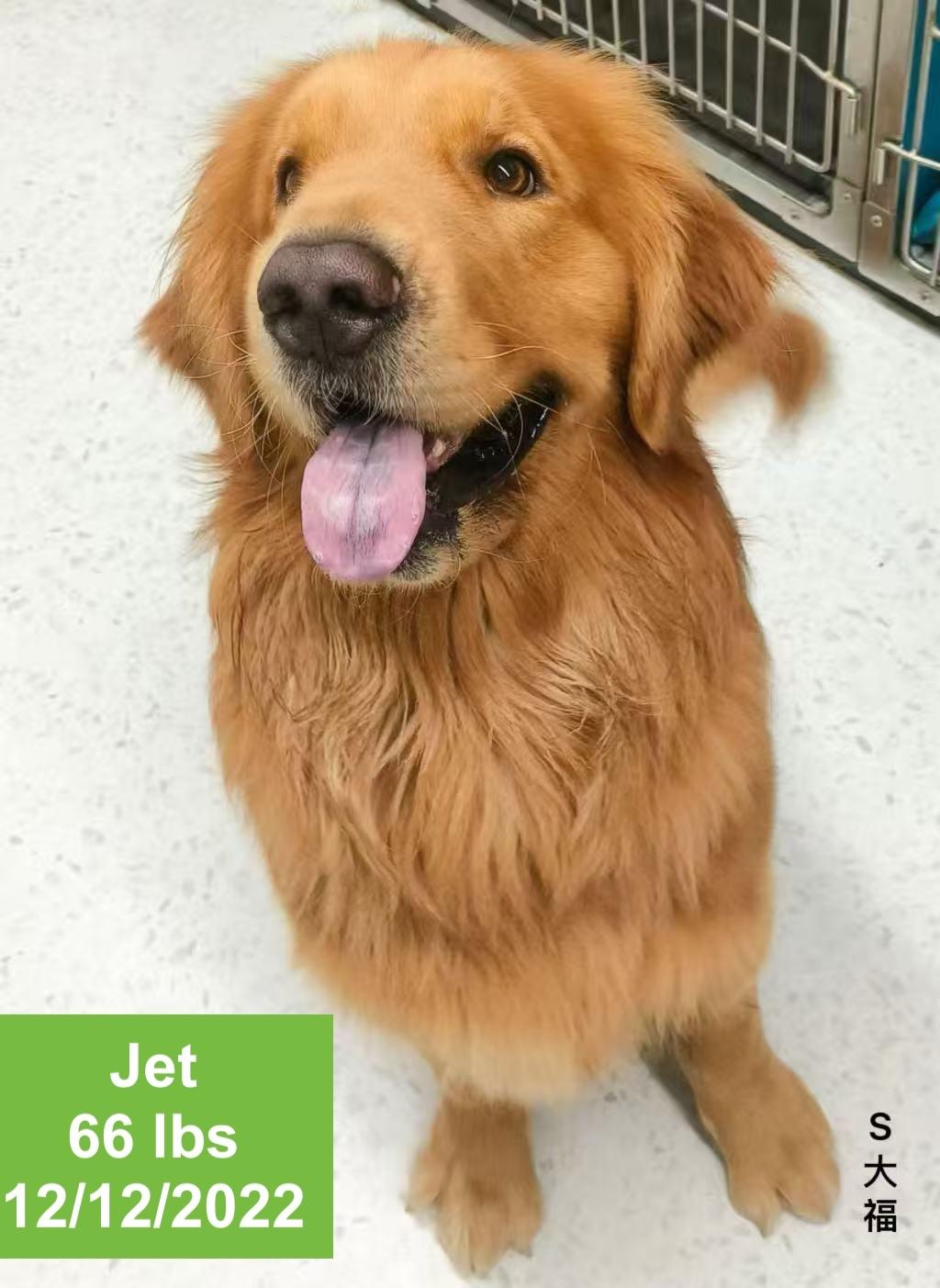 Enlarge Jet, a ADOPTABLE Golden Retriever in West Hollywood, CA image 2/3