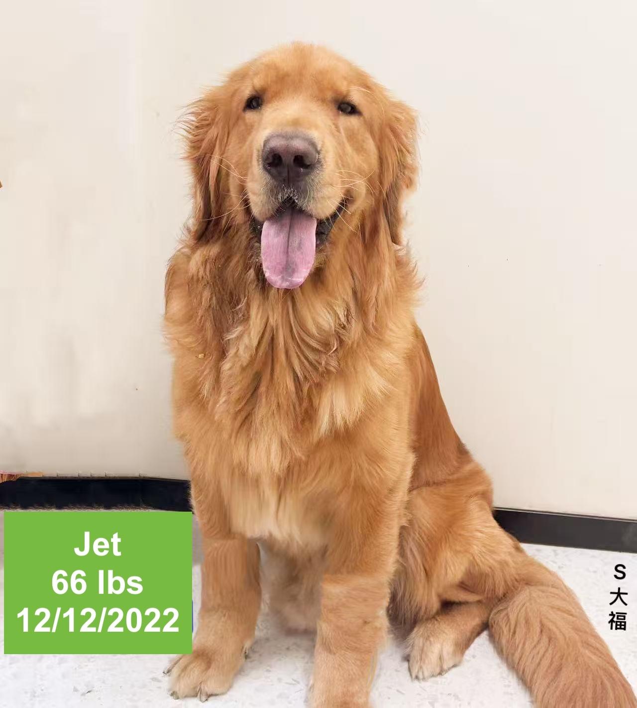 Enlarge Jet, a ADOPTABLE Golden Retriever in West Hollywood, CA image 1/3