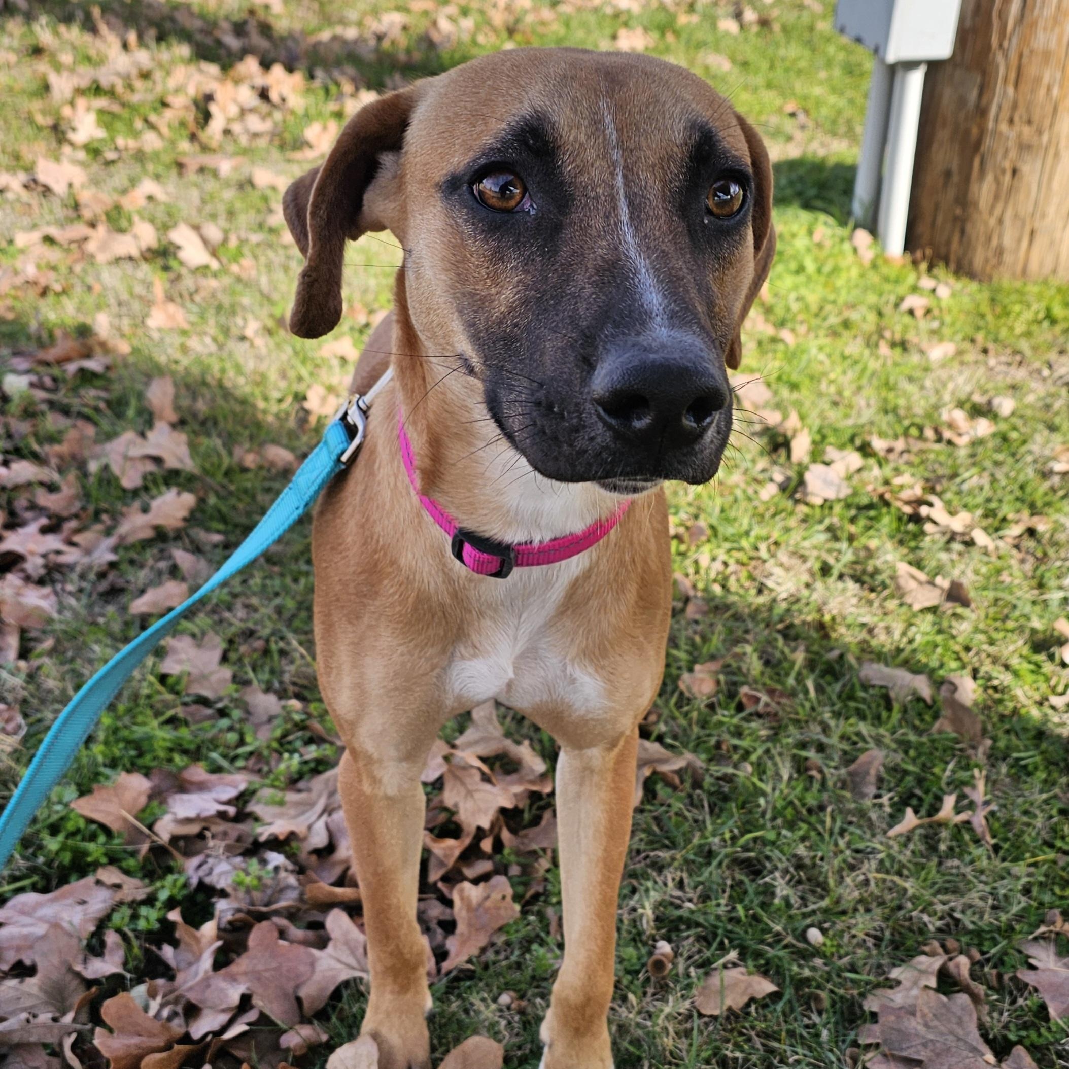 Enlarge Ridge, a ADOPTABLE mixed breed in Lowell, AR image 1/4