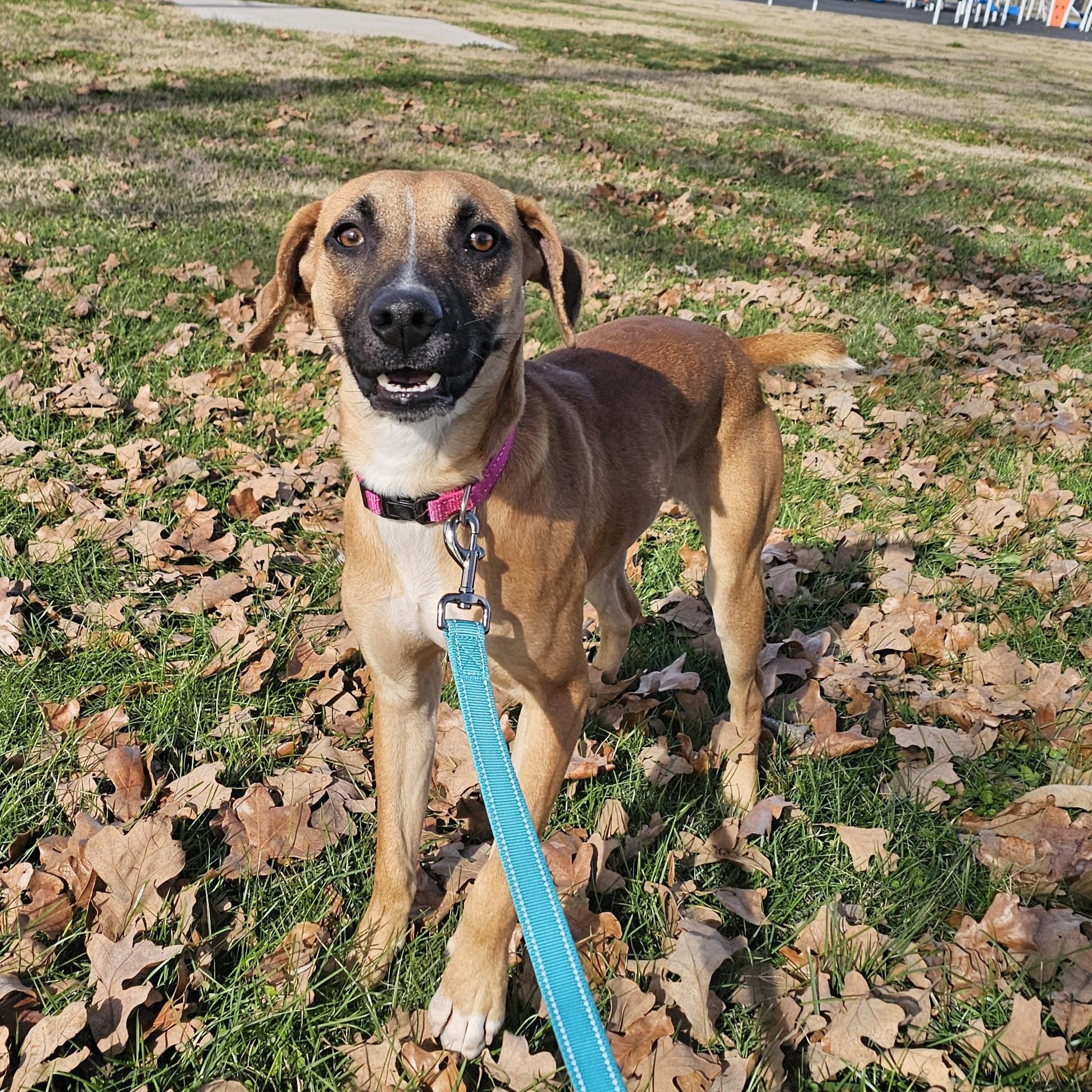 Enlarge Ridge, a ADOPTABLE mixed breed in Lowell, AR image 2/4