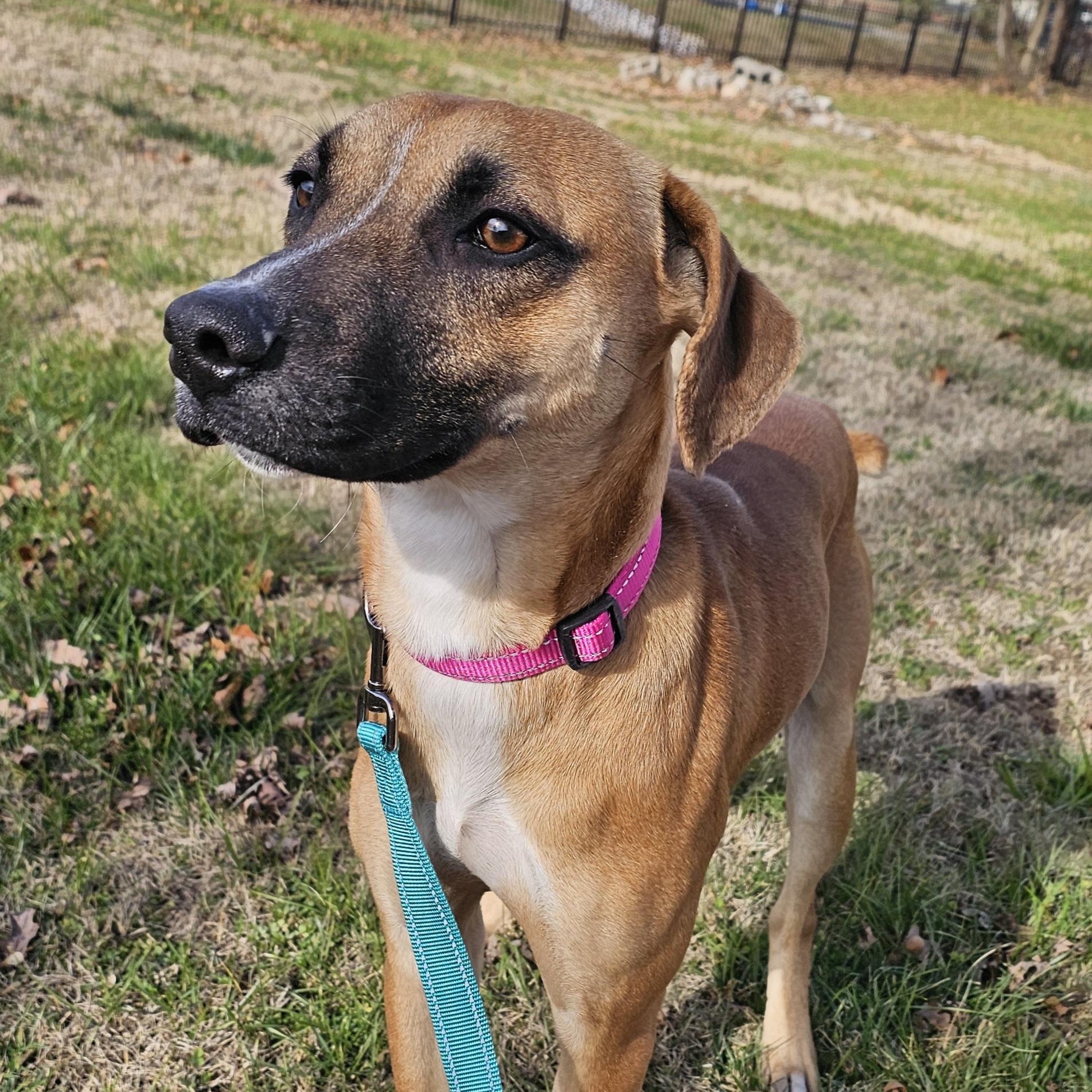 Enlarge Ridge, a ADOPTABLE mixed breed in Lowell, AR image 3/4