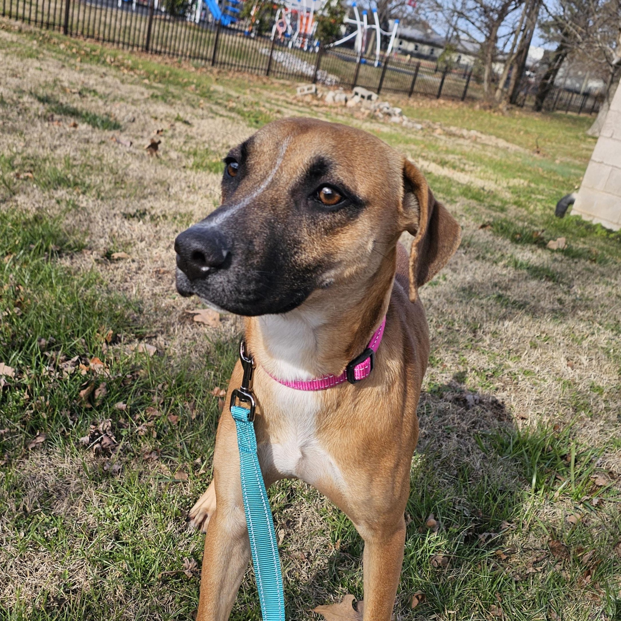 Enlarge Ridge, a ADOPTABLE mixed breed in Lowell, AR image 4/4