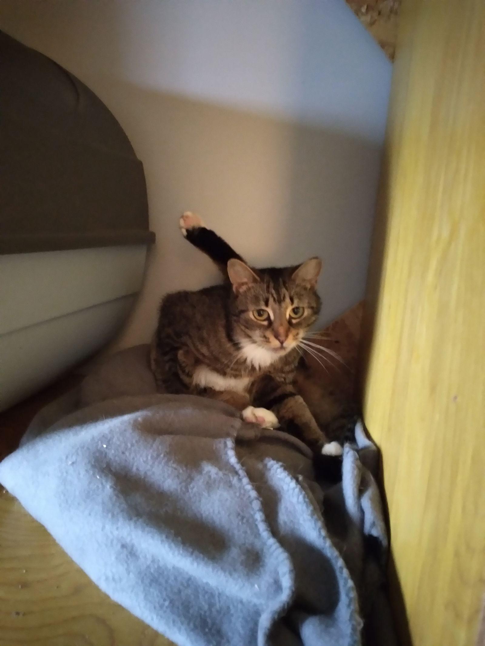 (KS Courtesy Post) Molli, Adopted, Adult Female Domestic Short Hair & Tabby.