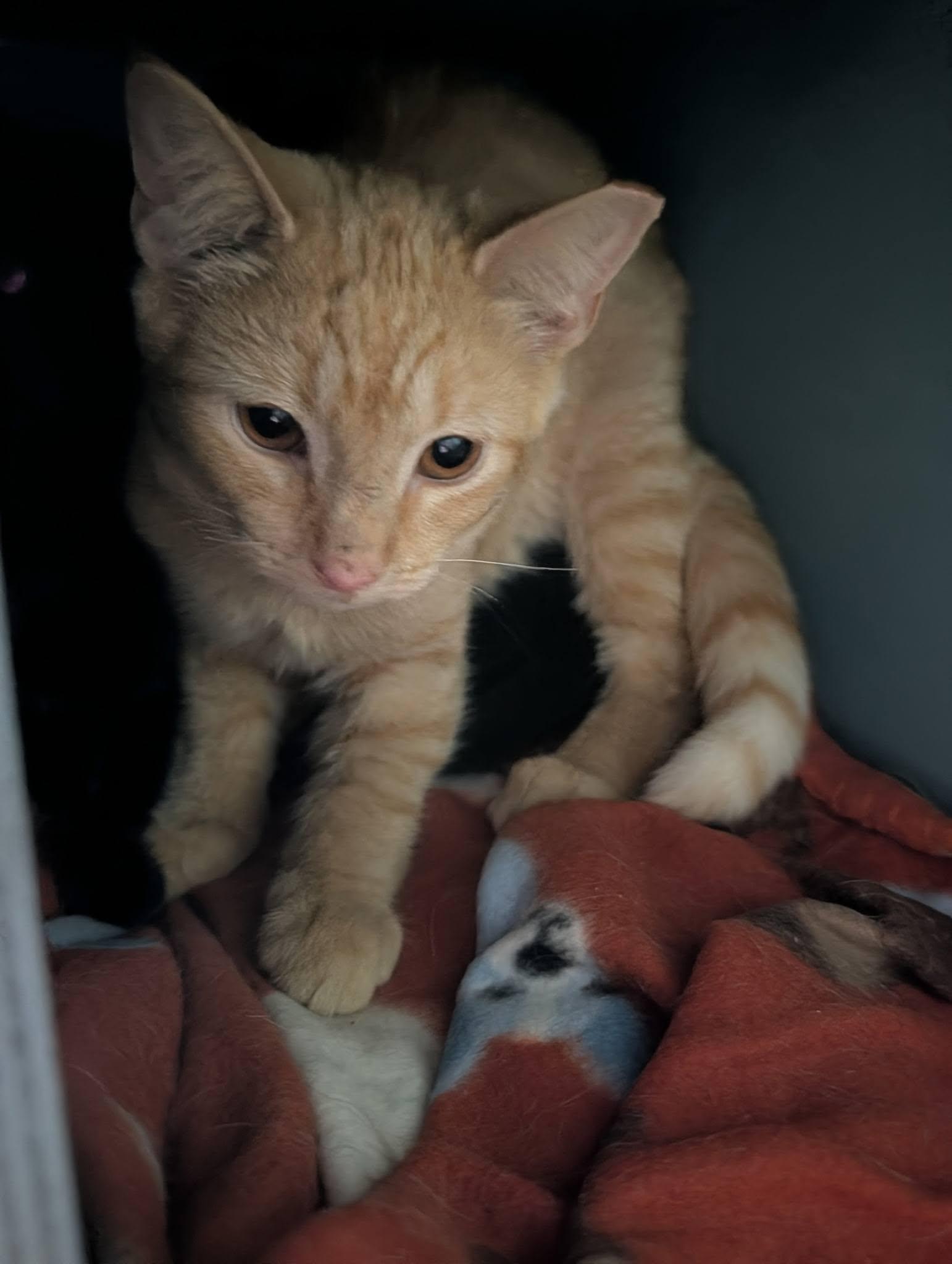 Enlarge Brian "Johnson", a Adoptable Domestic Short Hair in Claridge, PA image 3/4