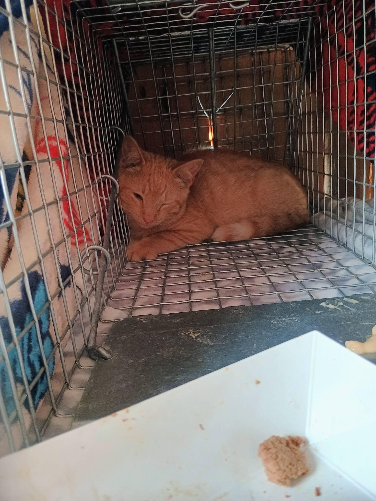 Enlarge Brian "Johnson", a Adoptable Domestic Short Hair in Claridge, PA image 4/4