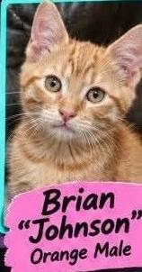 Brian "Johnson", Adoptable, Kitten Male Domestic Short Hair.
