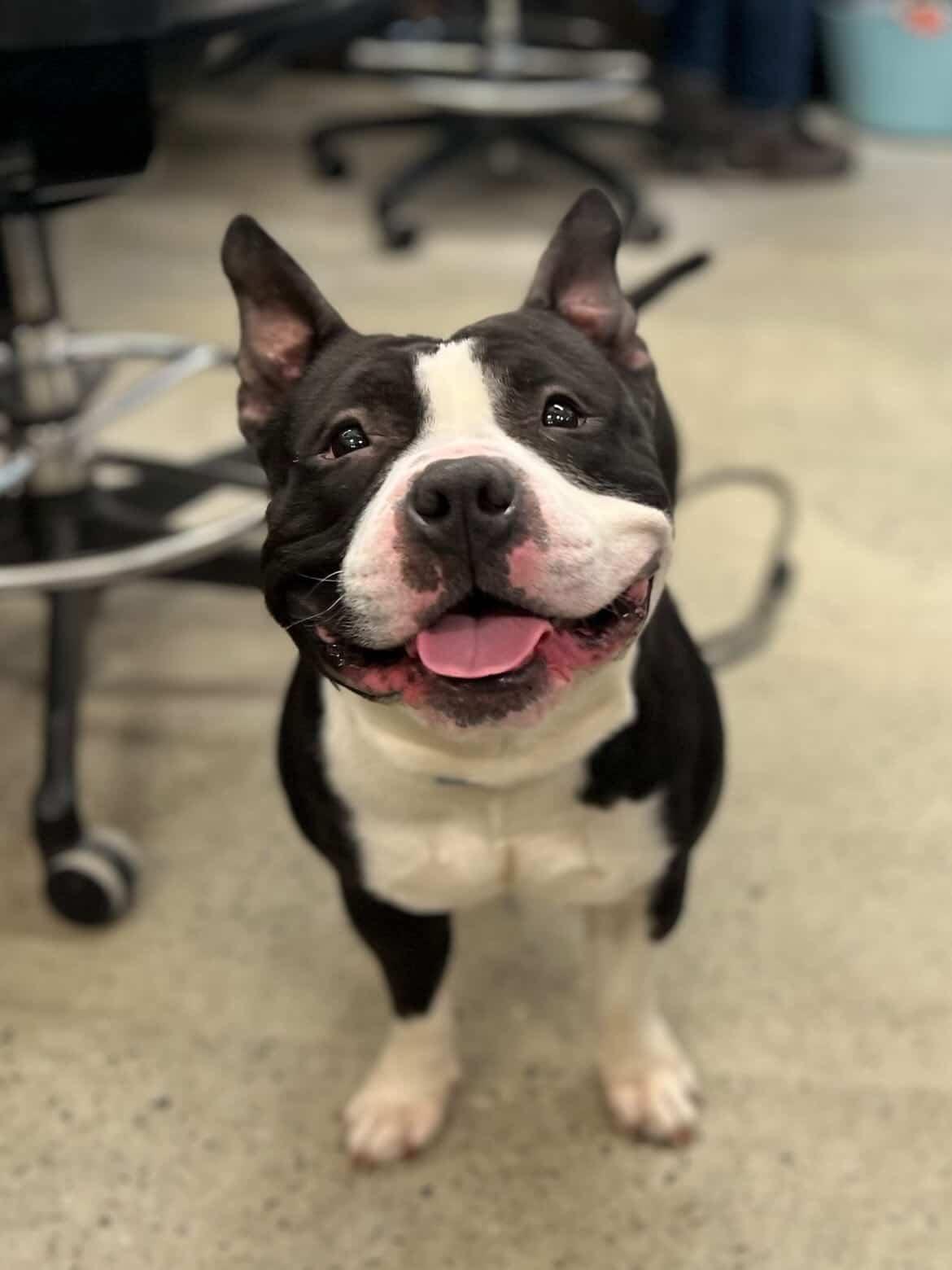 Enlarge Gary, an adopted American Bully in New Rochelle, NY image 1/6