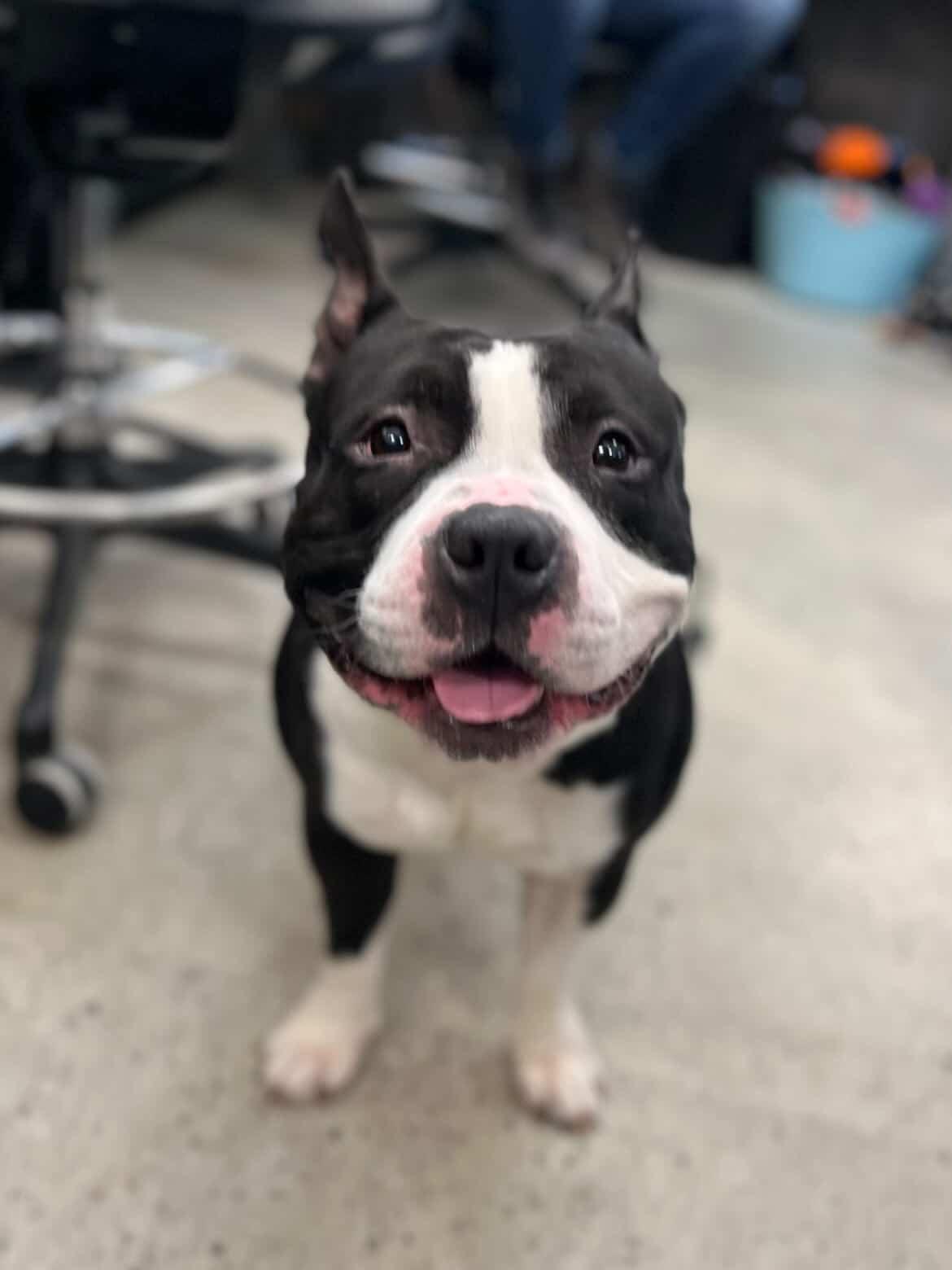 Enlarge Gary, an adopted American Bully in New Rochelle, NY image 2/6