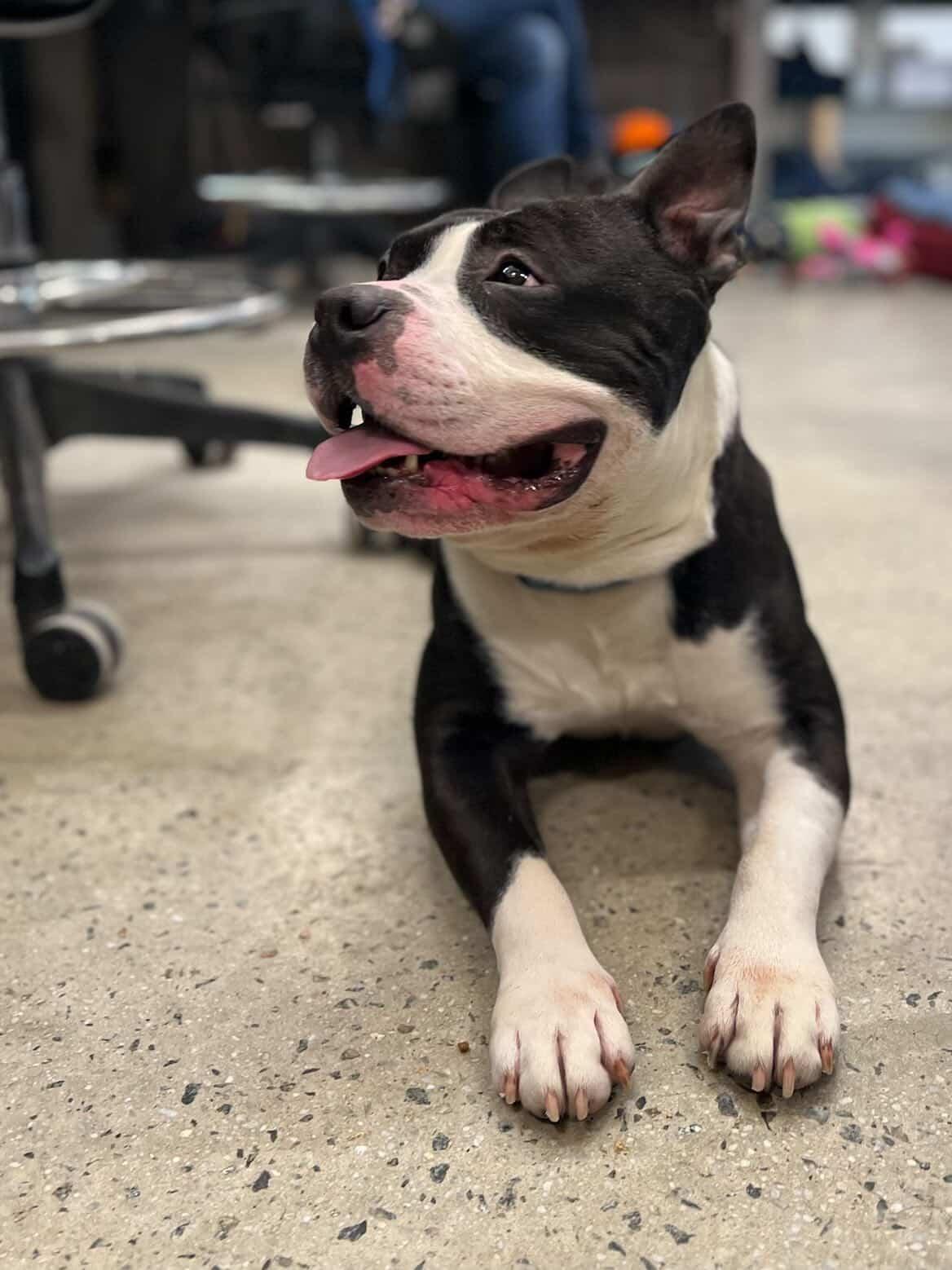 Enlarge Gary, an adopted American Bully in New Rochelle, NY image 3/6