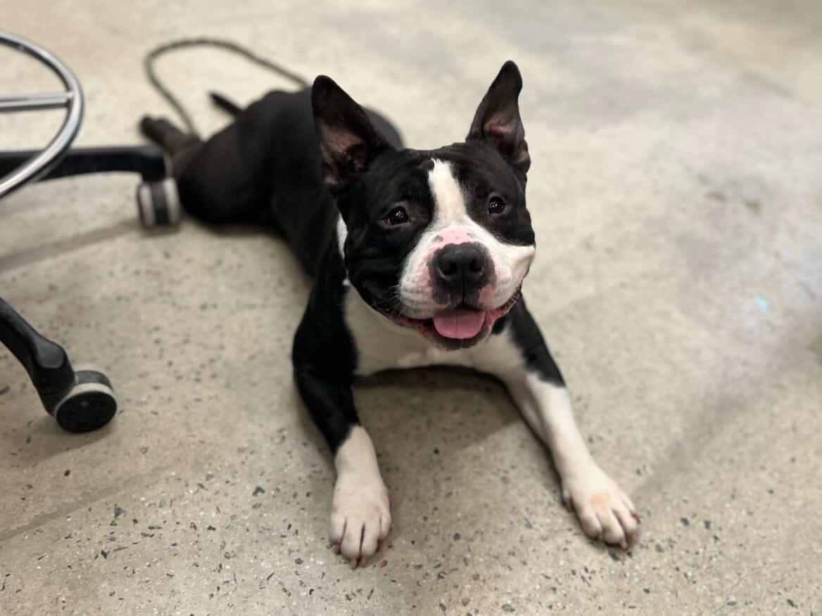 Enlarge Gary, an adopted American Bully in New Rochelle, NY image 5/6