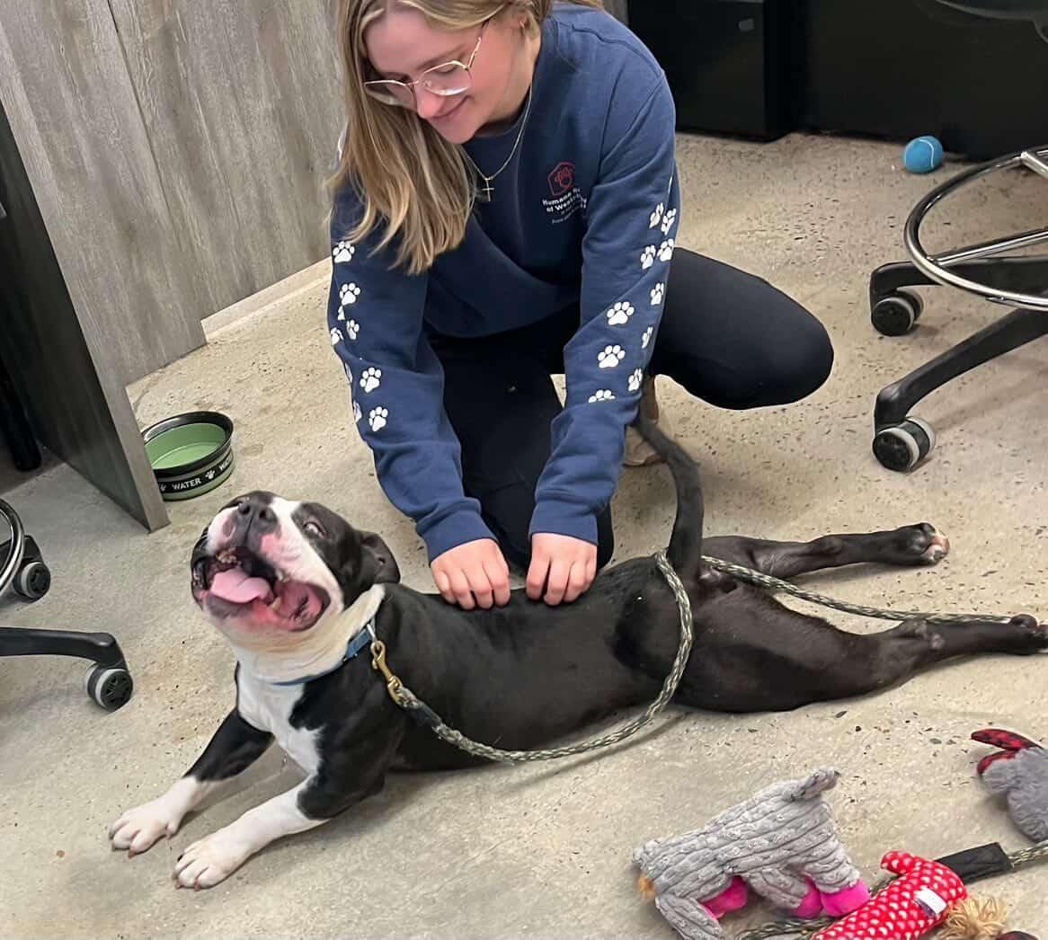 Enlarge Gary, an adopted American Bully in New Rochelle, NY image 4/6