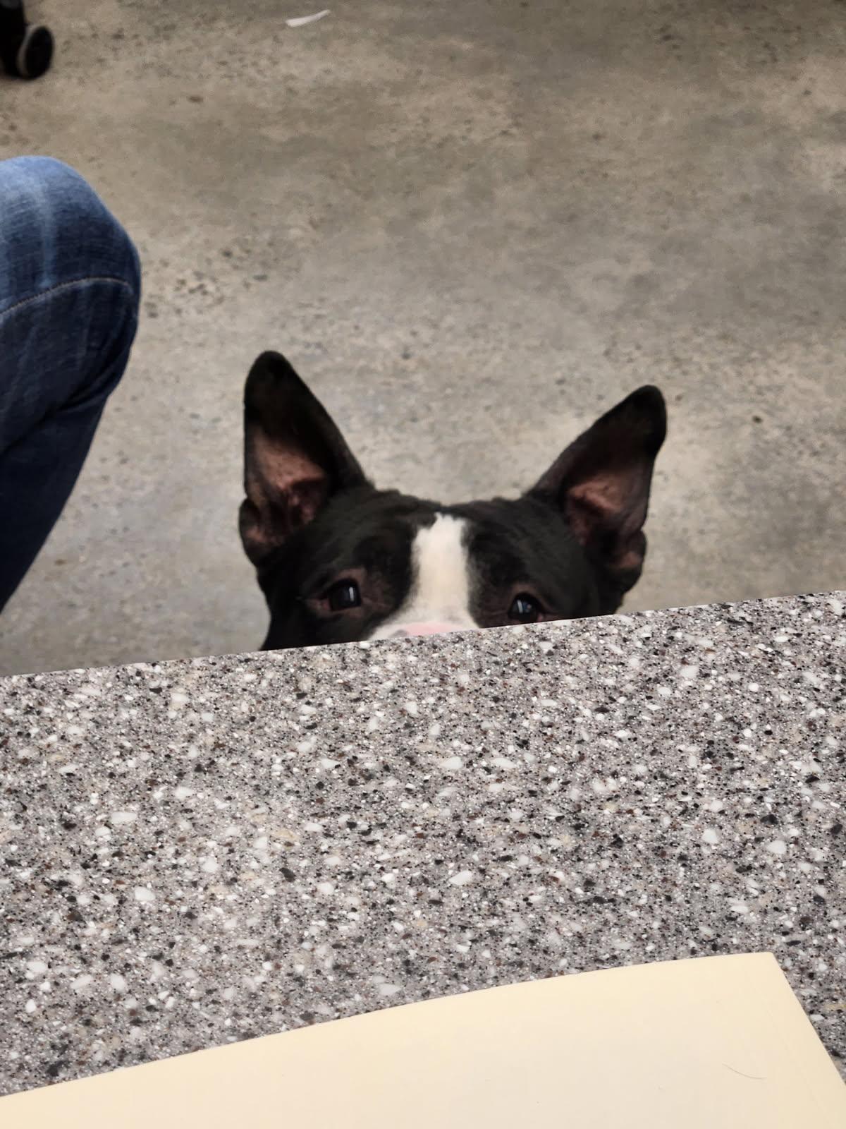 Enlarge Gary, an adopted American Bully in New Rochelle, NY image 6/6