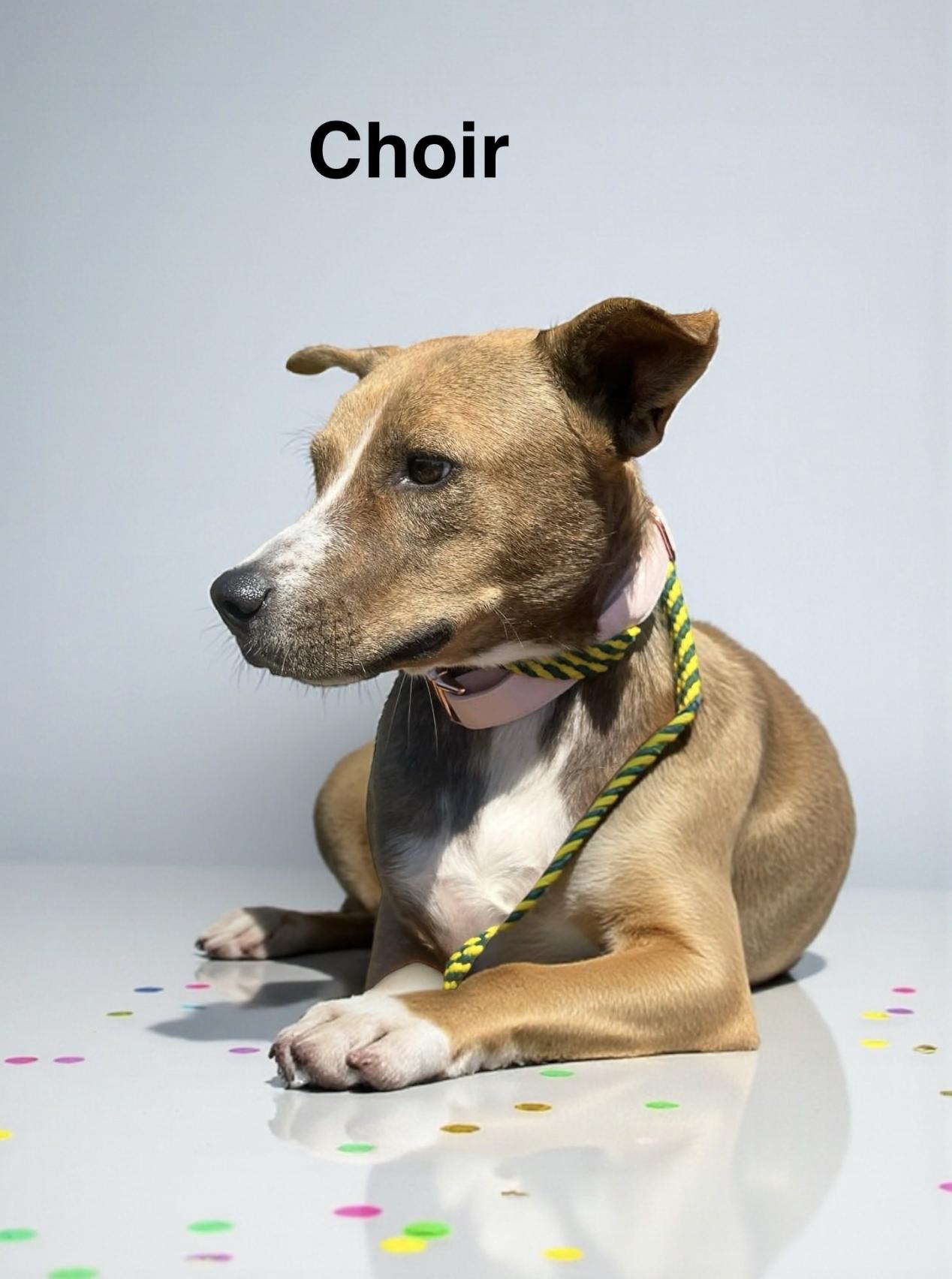 Choir — thumbnail 2