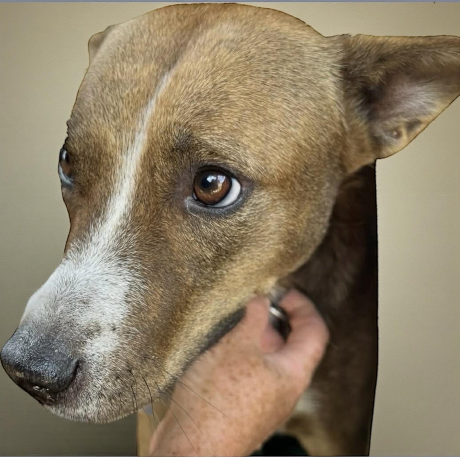 Choir — thumbnail 4