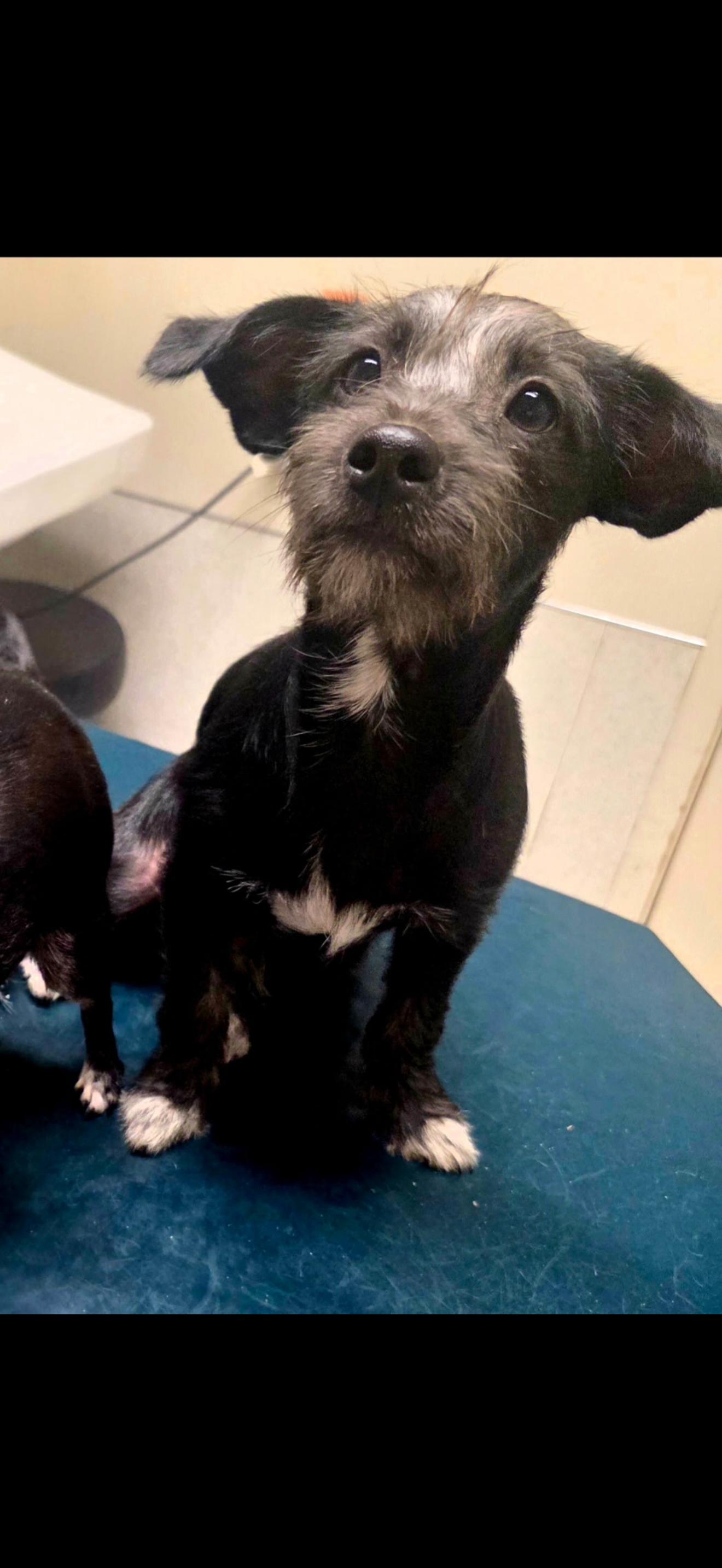 Enlarge Charlie, a Adoptable mixed breed in Visalia, CA image 2/2