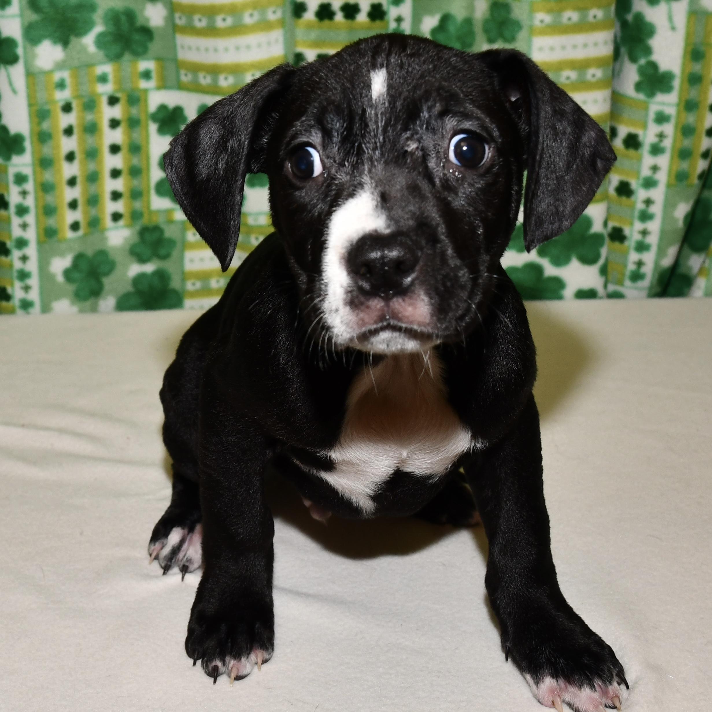 Enlarge Sage, an adopted mixed breed in Libertyville, IL image 2/2