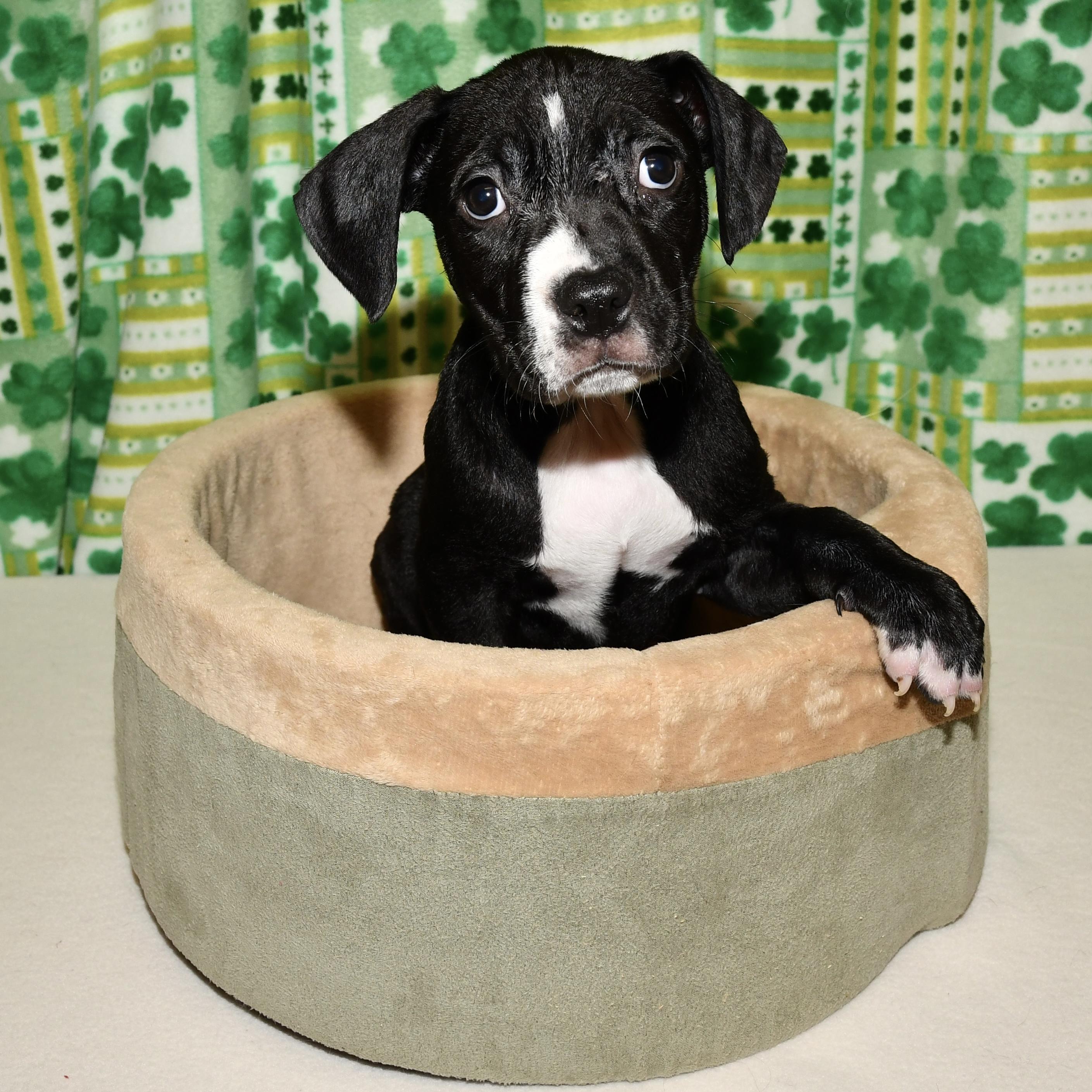 Sage, adopted, Puppy Male Pit Bull Terrier.