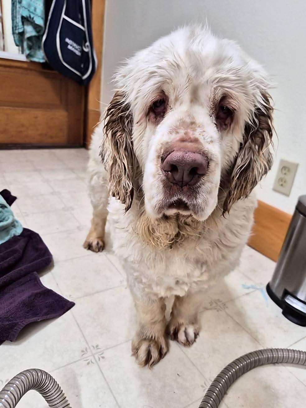 Enlarge Beesly, a Adoptable Clumber Spaniel in Sawyer, ND image 4/6