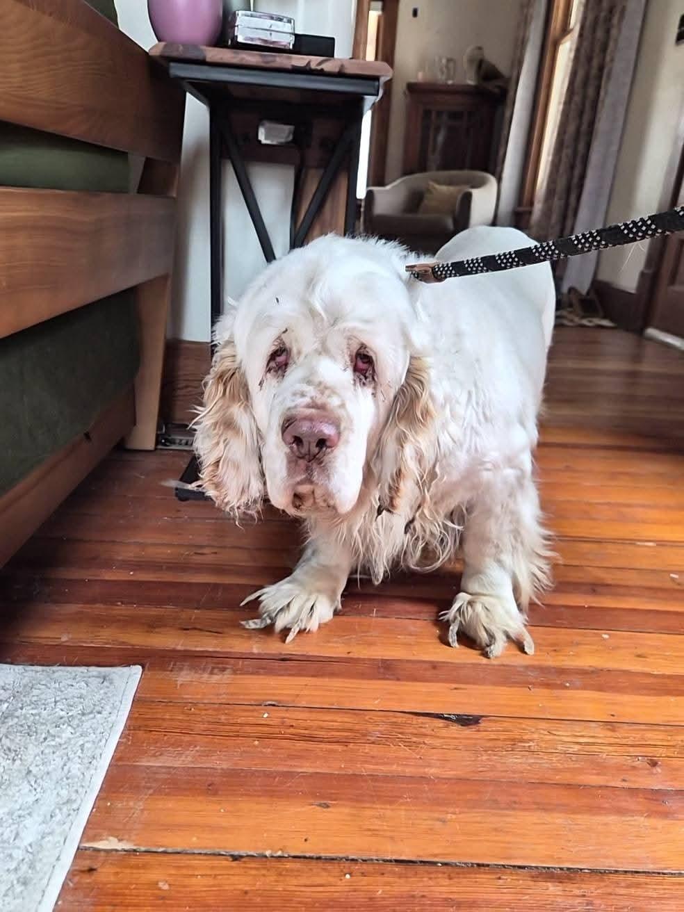 Enlarge Beesly, a Adoptable Clumber Spaniel in Sawyer, ND image 3/6