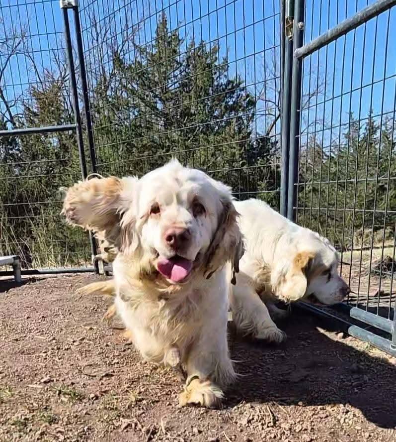 Beesly, Adoptable, Young Female Clumber Spaniel.