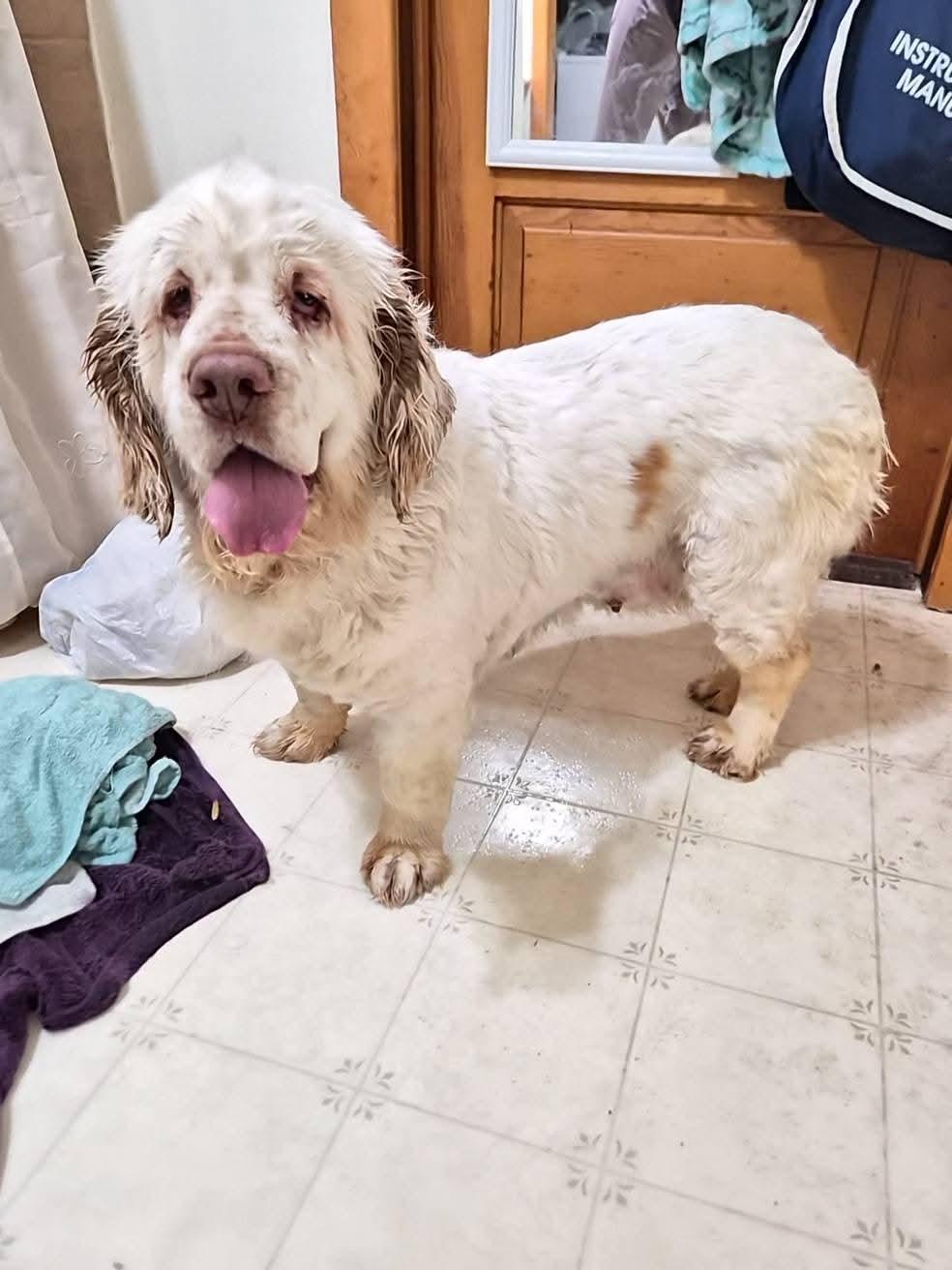 Enlarge Beesly, a Adoptable Clumber Spaniel in Sawyer, ND image 6/6