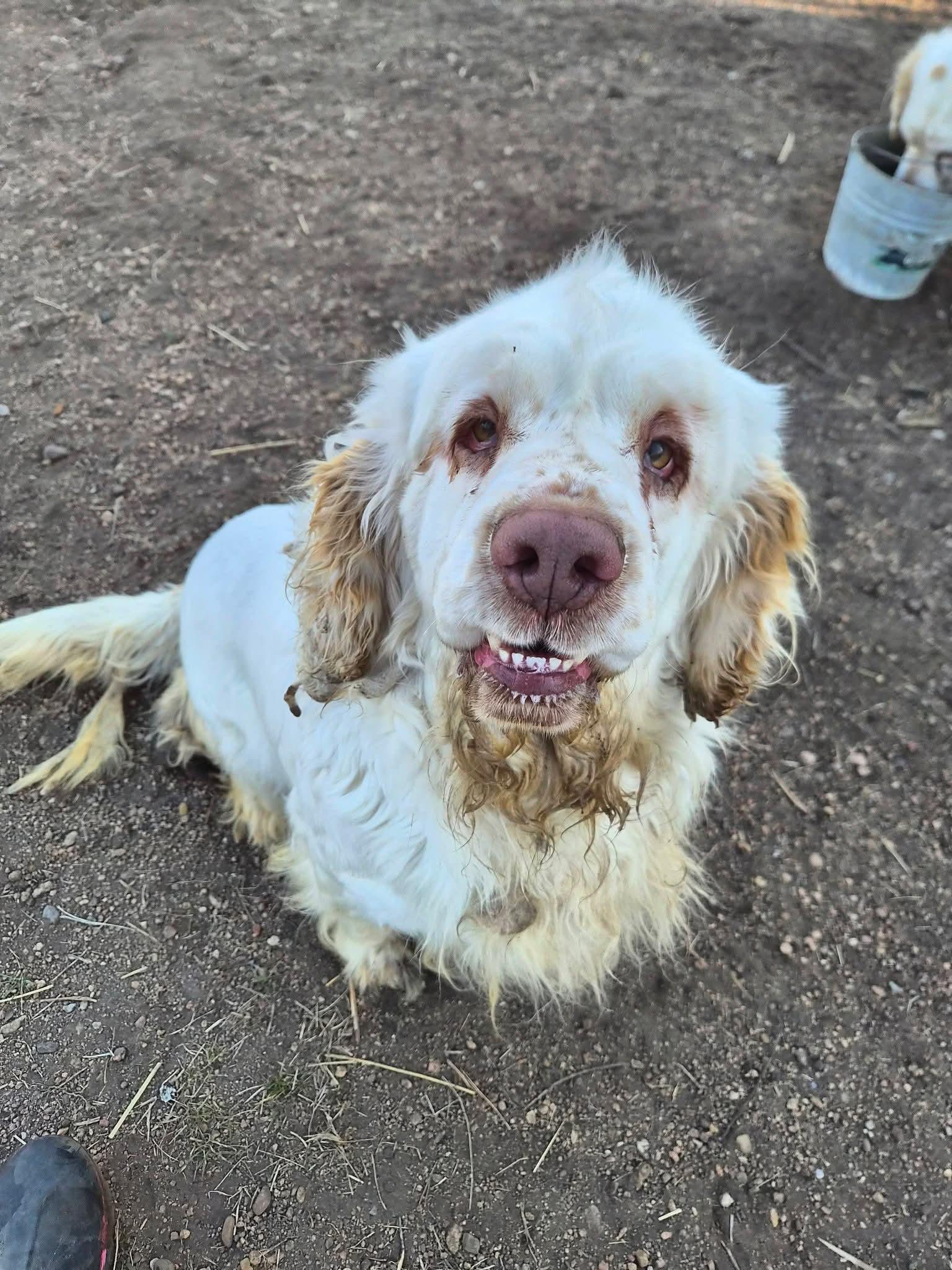 Enlarge Beesly, a Adoptable Clumber Spaniel in Sawyer, ND image 2/6