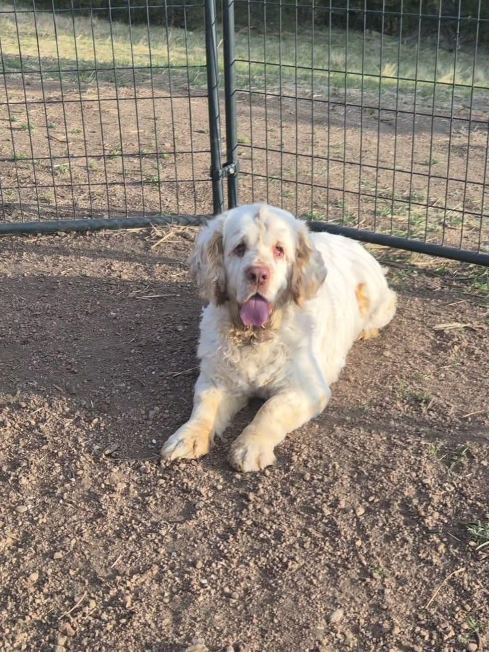 Enlarge Beesly, a Adoptable Clumber Spaniel in Sawyer, ND image 5/6
