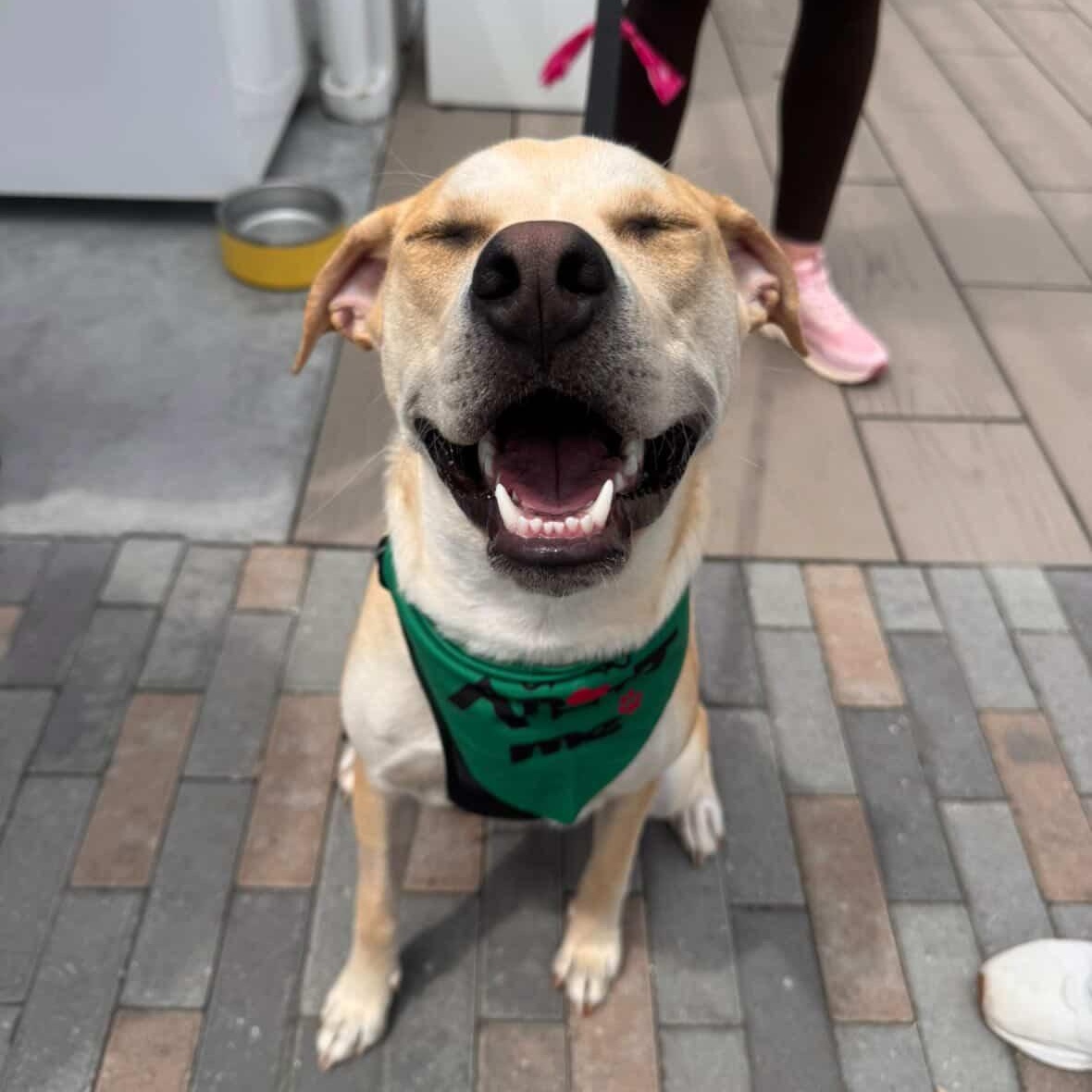 Cruz, a ADOPTABLE mixed breed in Rock Hill, SC image 2/6