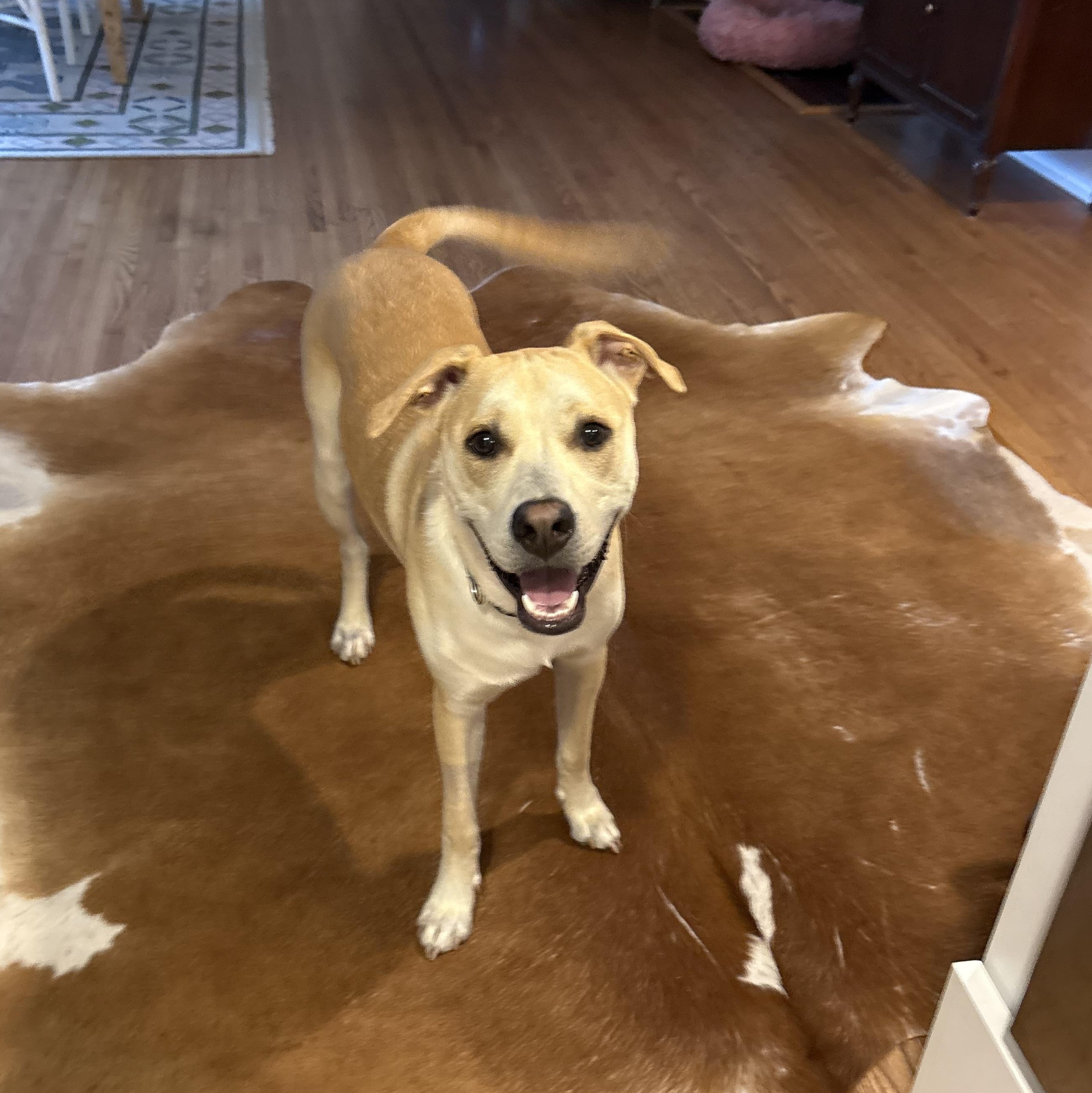Cruz, a ADOPTABLE mixed breed in Rock Hill, SC image 4/6