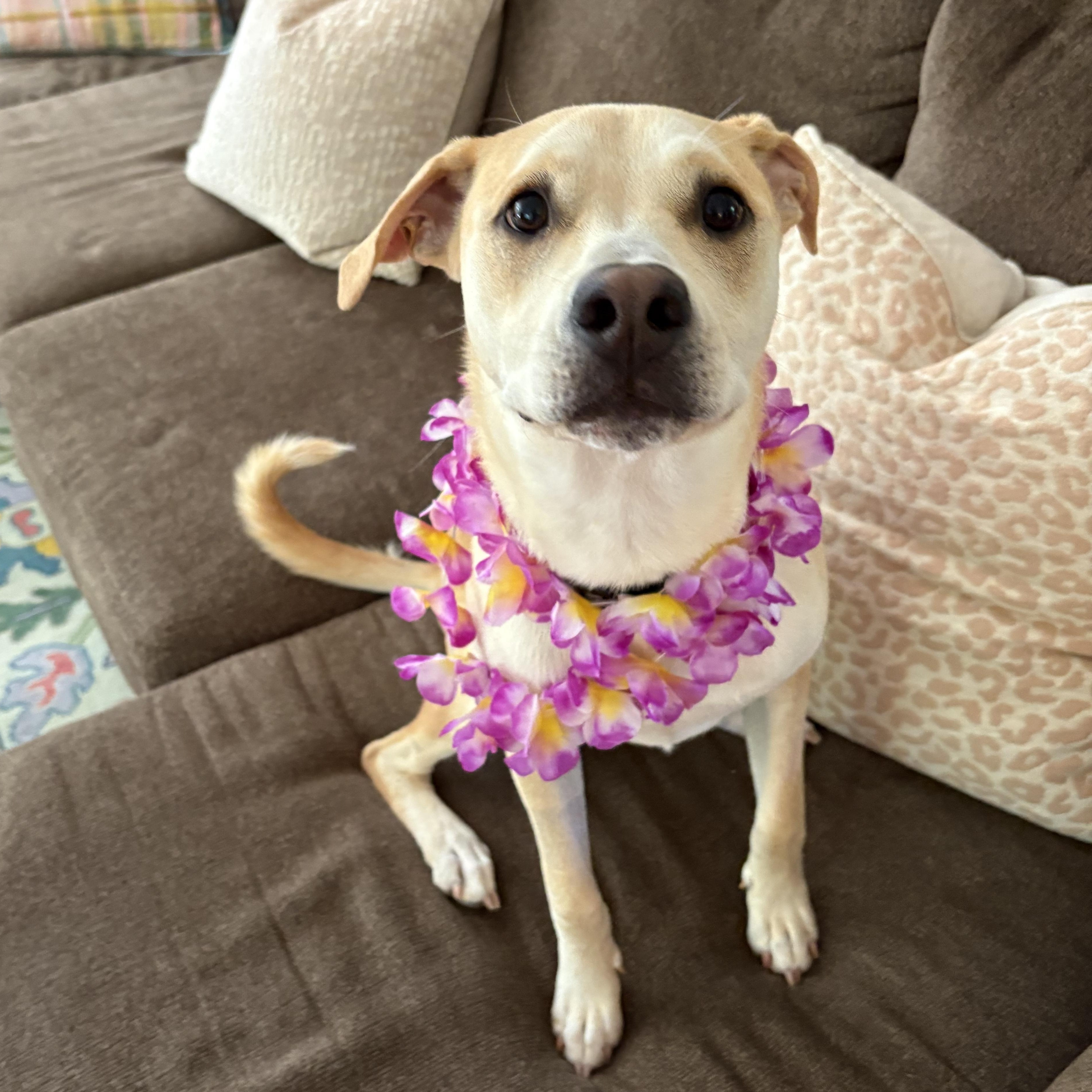 Cruz, a ADOPTABLE mixed breed in Rock Hill, SC image 5/6