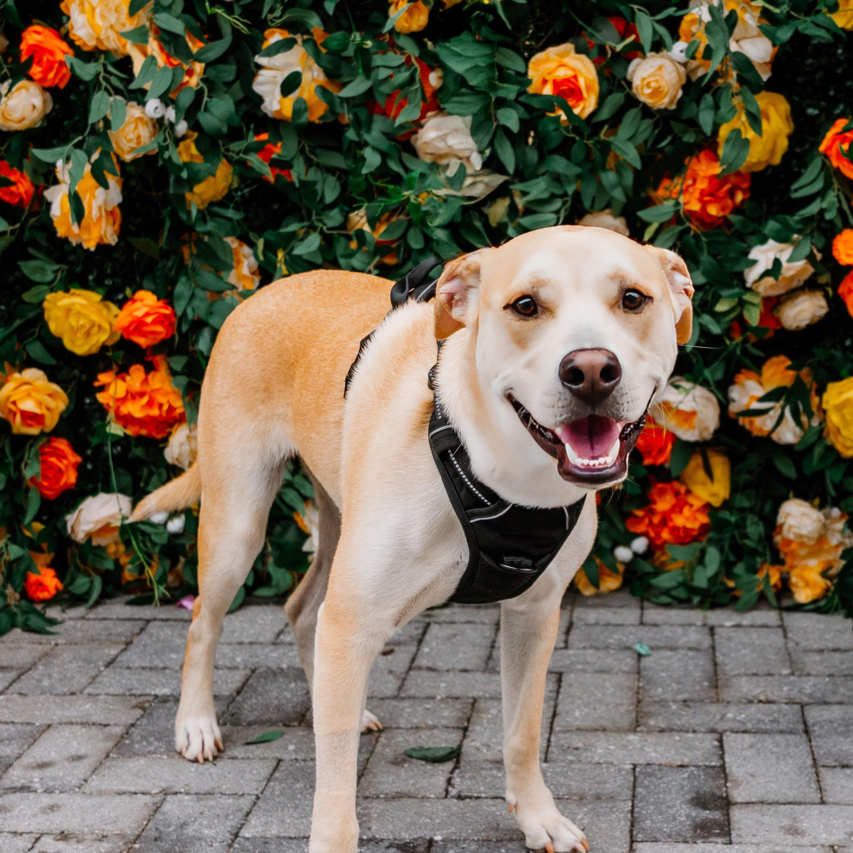 Cruz, a ADOPTABLE mixed breed in Rock Hill, SC image 6/6
