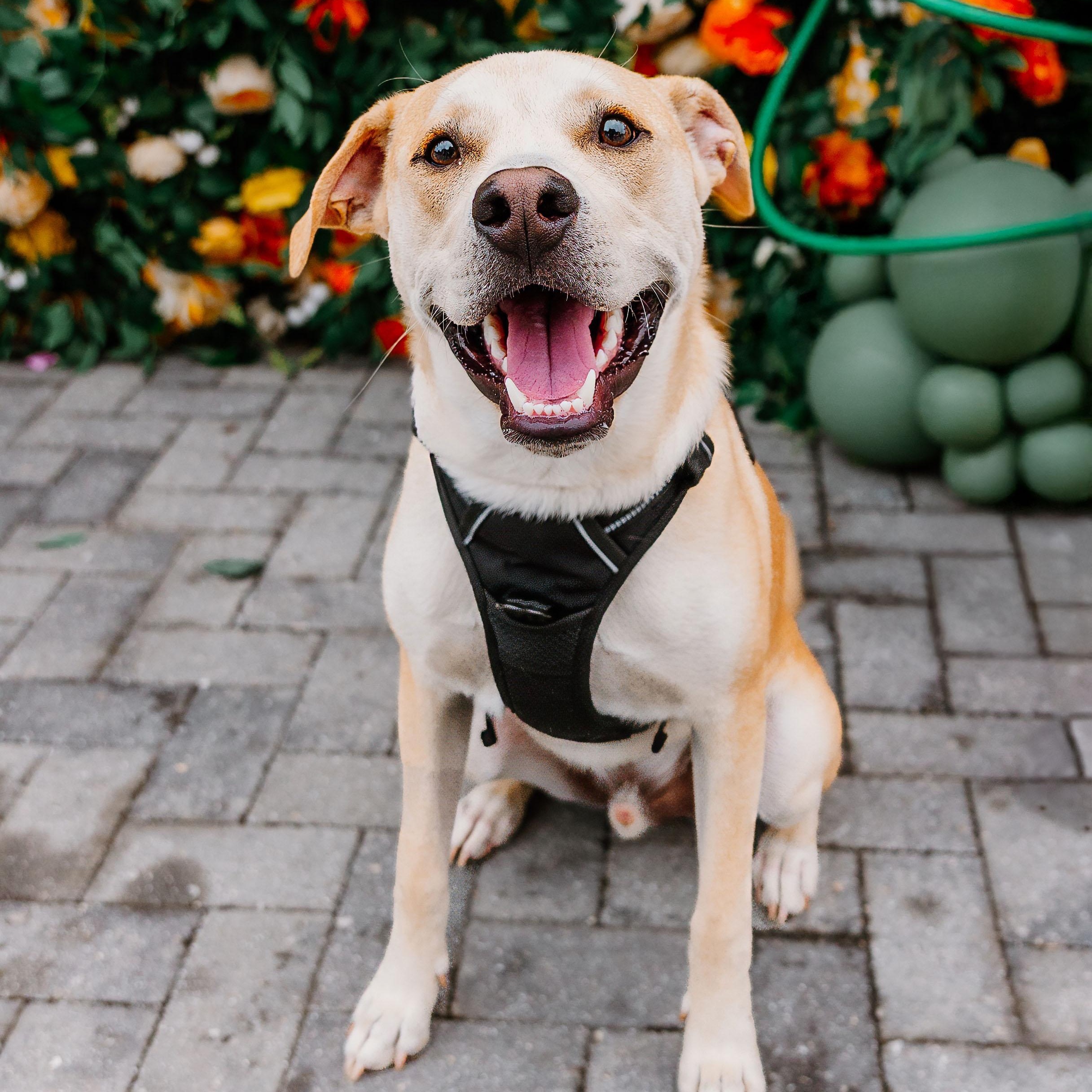 Cruz, ADOPTABLE, Puppy Male Husky & Mixed Breed.