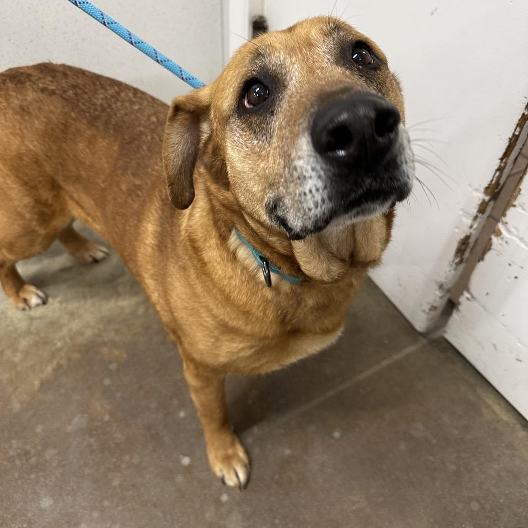 Esme, Adoptable, Senior Female Shepherd.