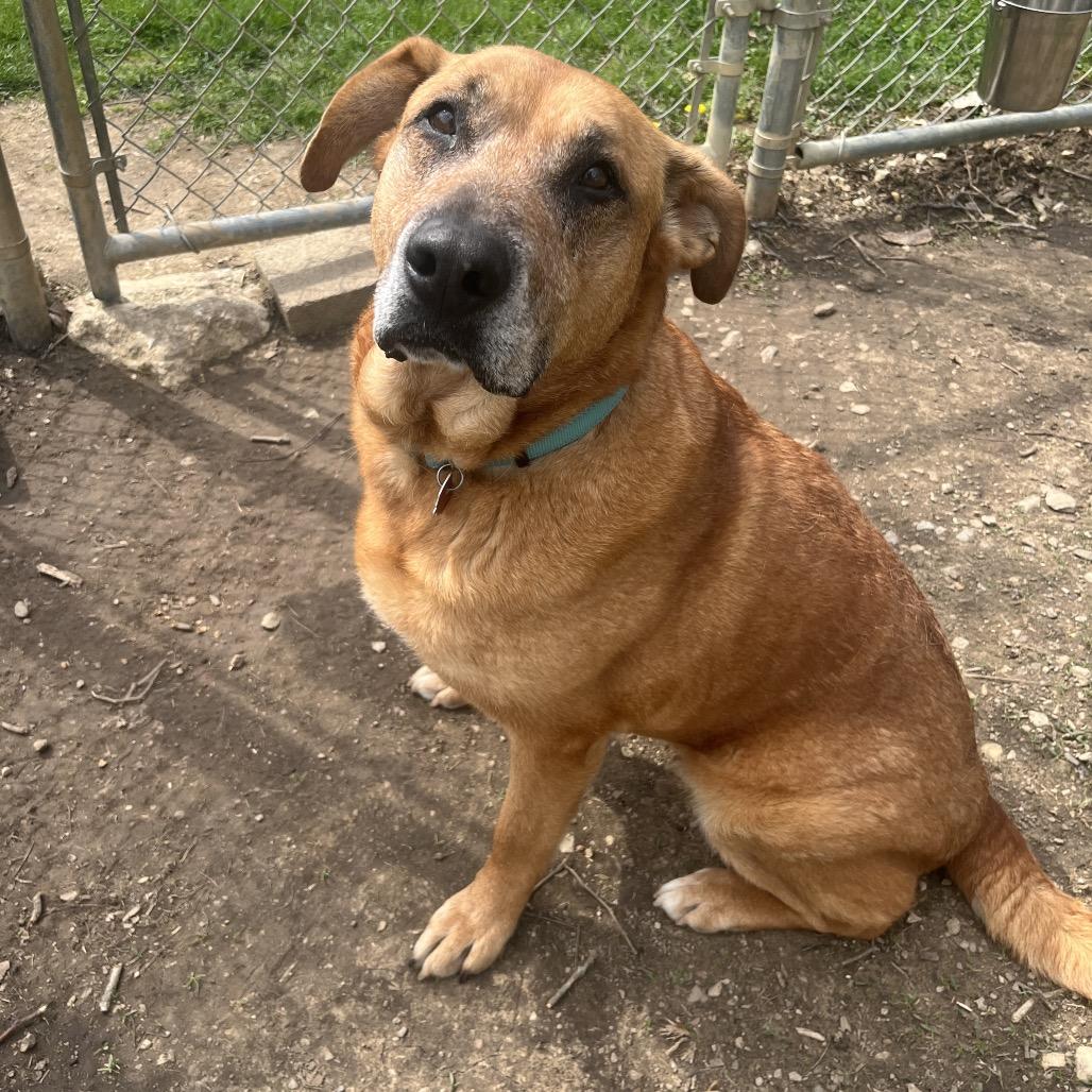 Enlarge Esme, a Adoptable Shepherd in Delaware, OH image 2/6