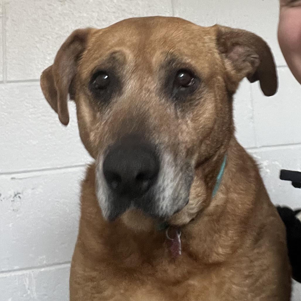 Enlarge Esme, a Adoptable Shepherd in Delaware, OH image 2/5