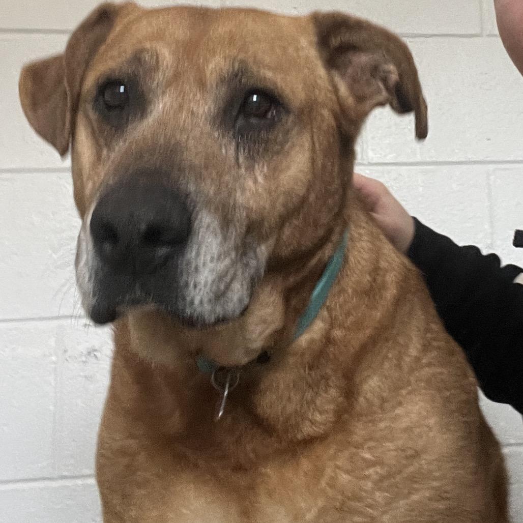 Enlarge Esme, a Adoptable Shepherd in Delaware, OH image 3/5