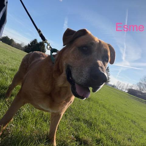 Enlarge Esme, a Adoptable Shepherd in Delaware, OH image 3/6