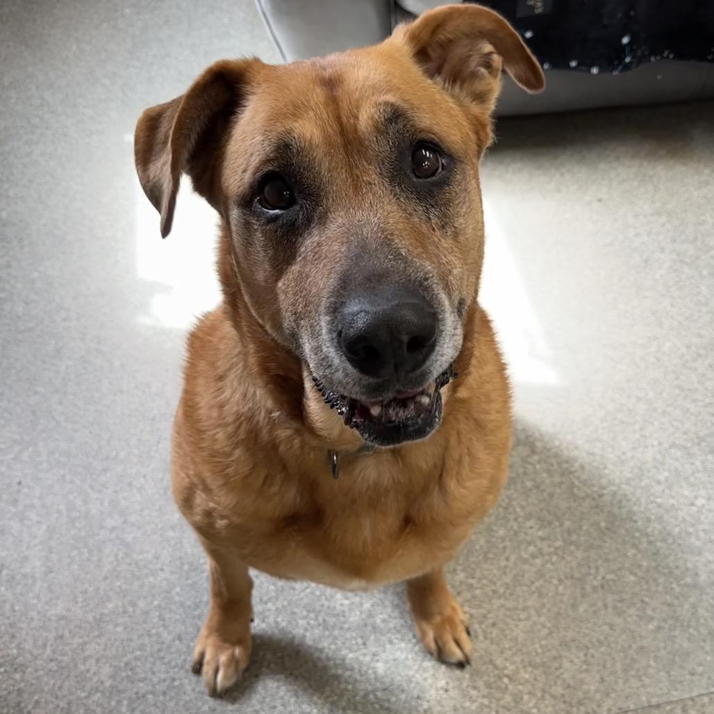 Enlarge Esme, a Adoptable Shepherd in Delaware, OH image 4/6