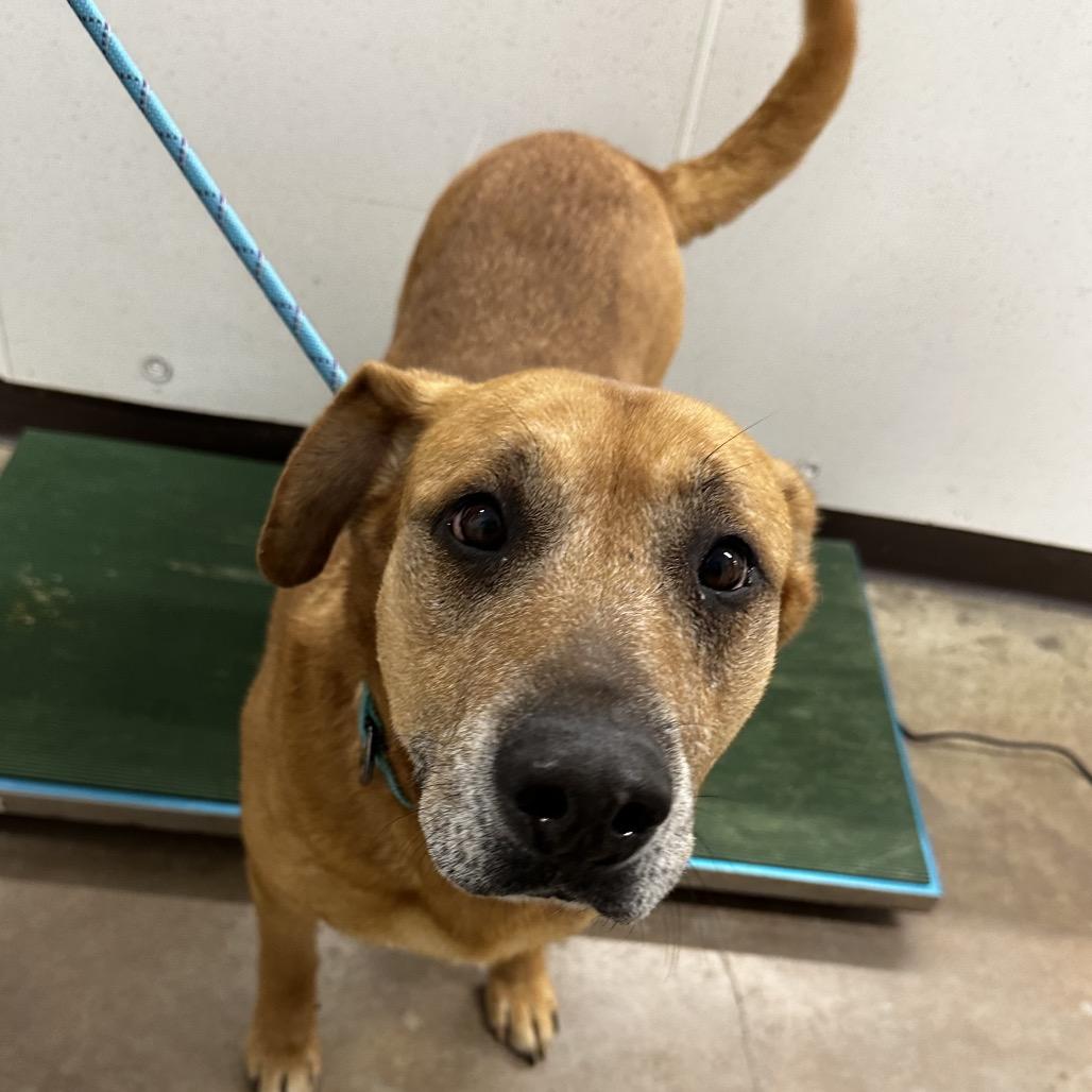 Enlarge Esme, a Adoptable Shepherd in Delaware, OH image 4/5