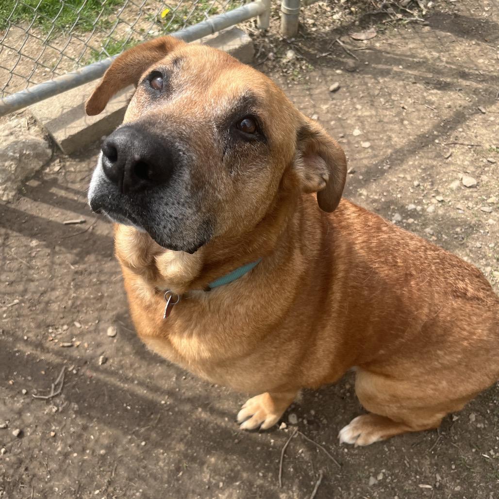 Esme, a Adoptable Shepherd in Delaware, OH image 5/6