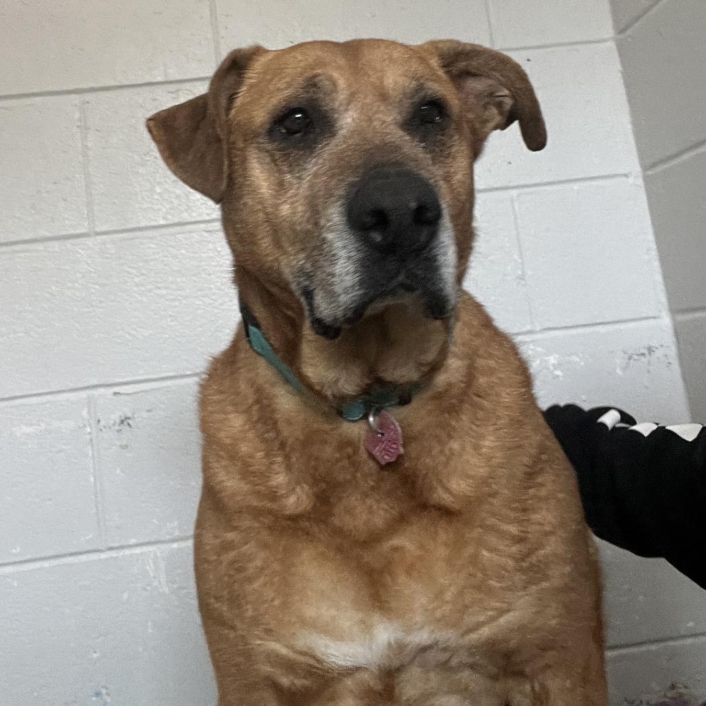 Enlarge Esme, a Adoptable Shepherd in Delaware, OH image 5/5