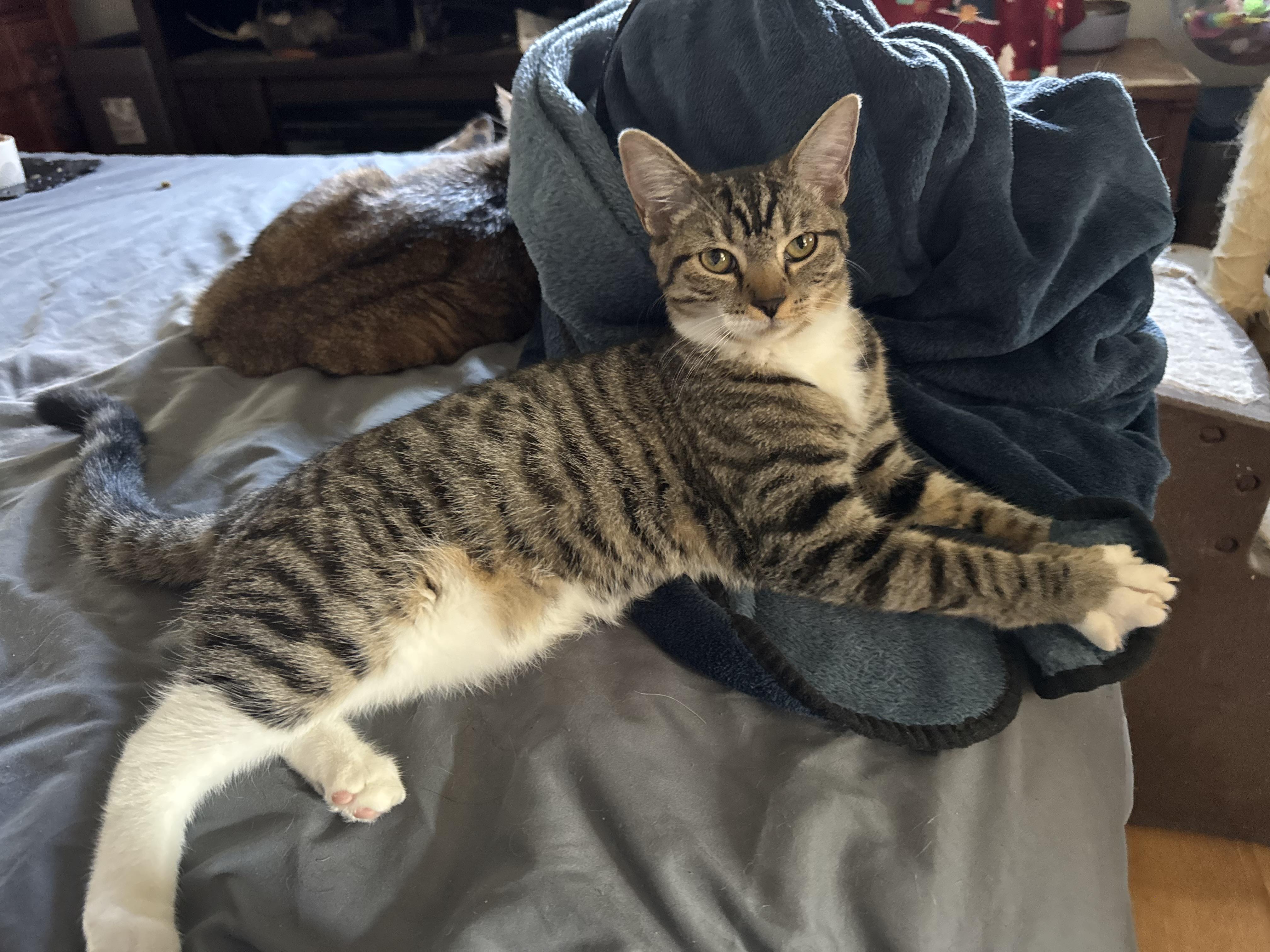 Enlarge Cookie 4 months, a Adoptable Tabby in Kissimmee, FL image 3/6