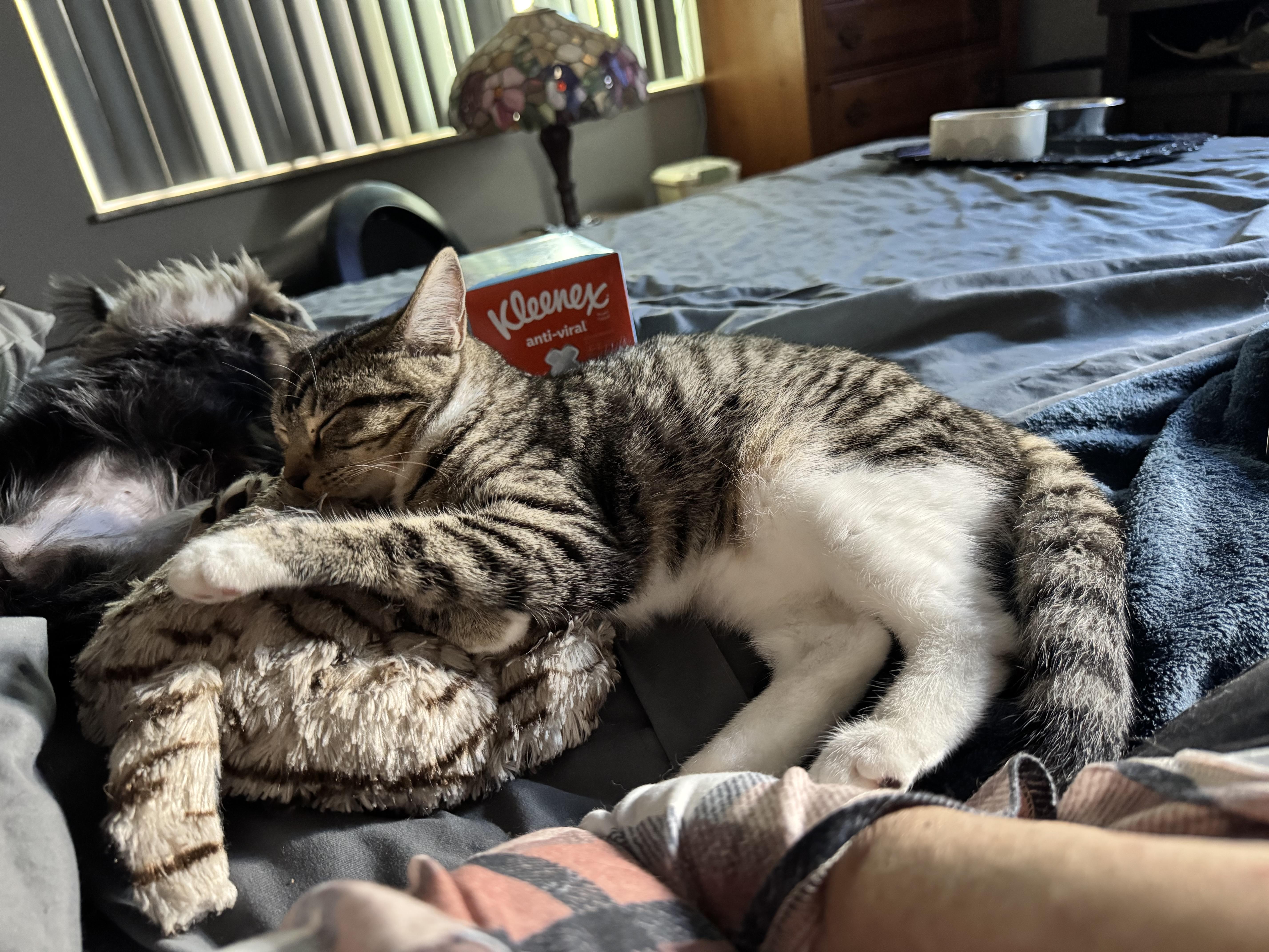 Enlarge Cookie 4 months, a Adoptable Tabby in Kissimmee, FL image 2/6