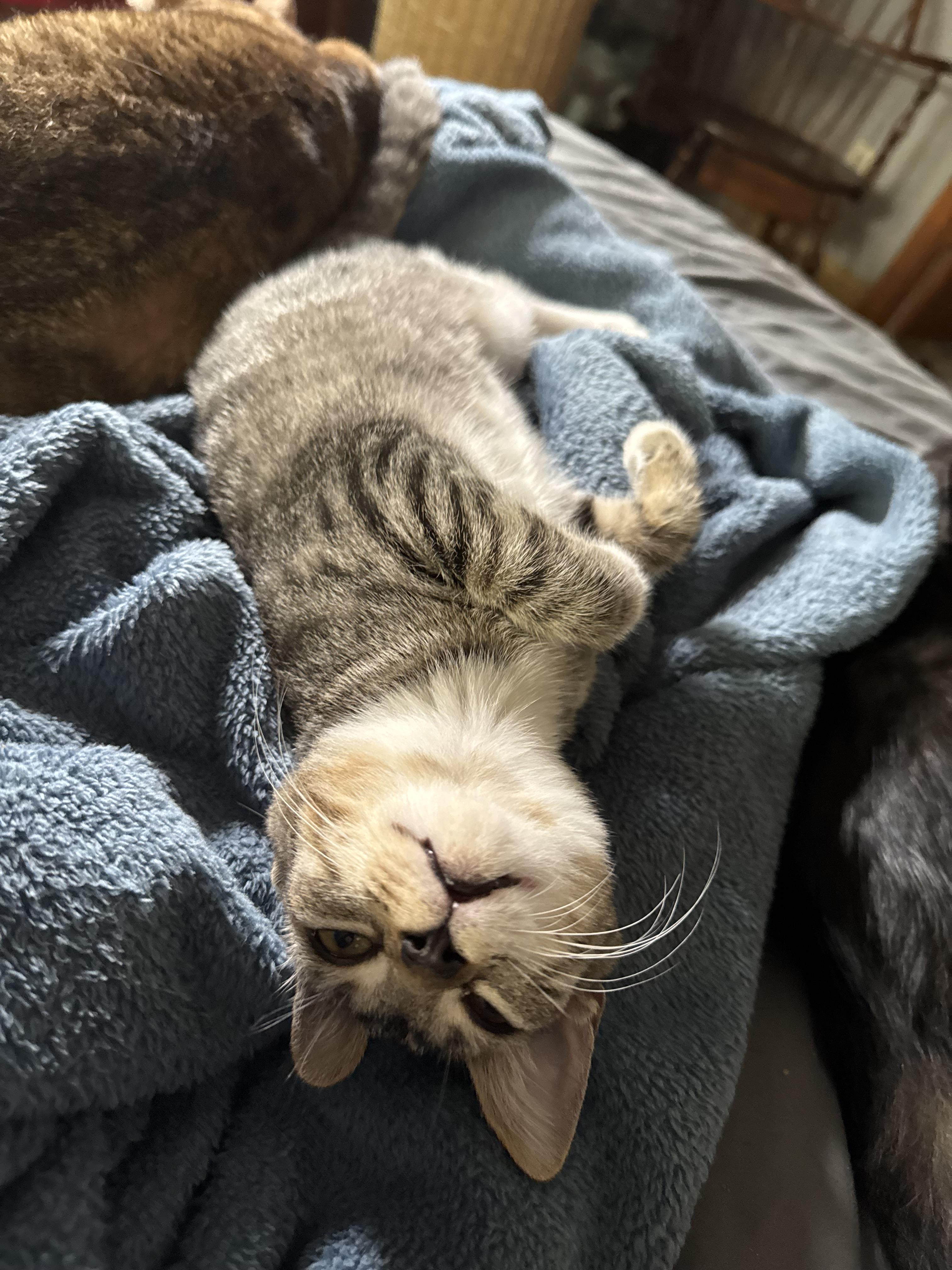Enlarge Cookie kitten, a Adoptable Tabby in Kissimmee, FL image 1/6