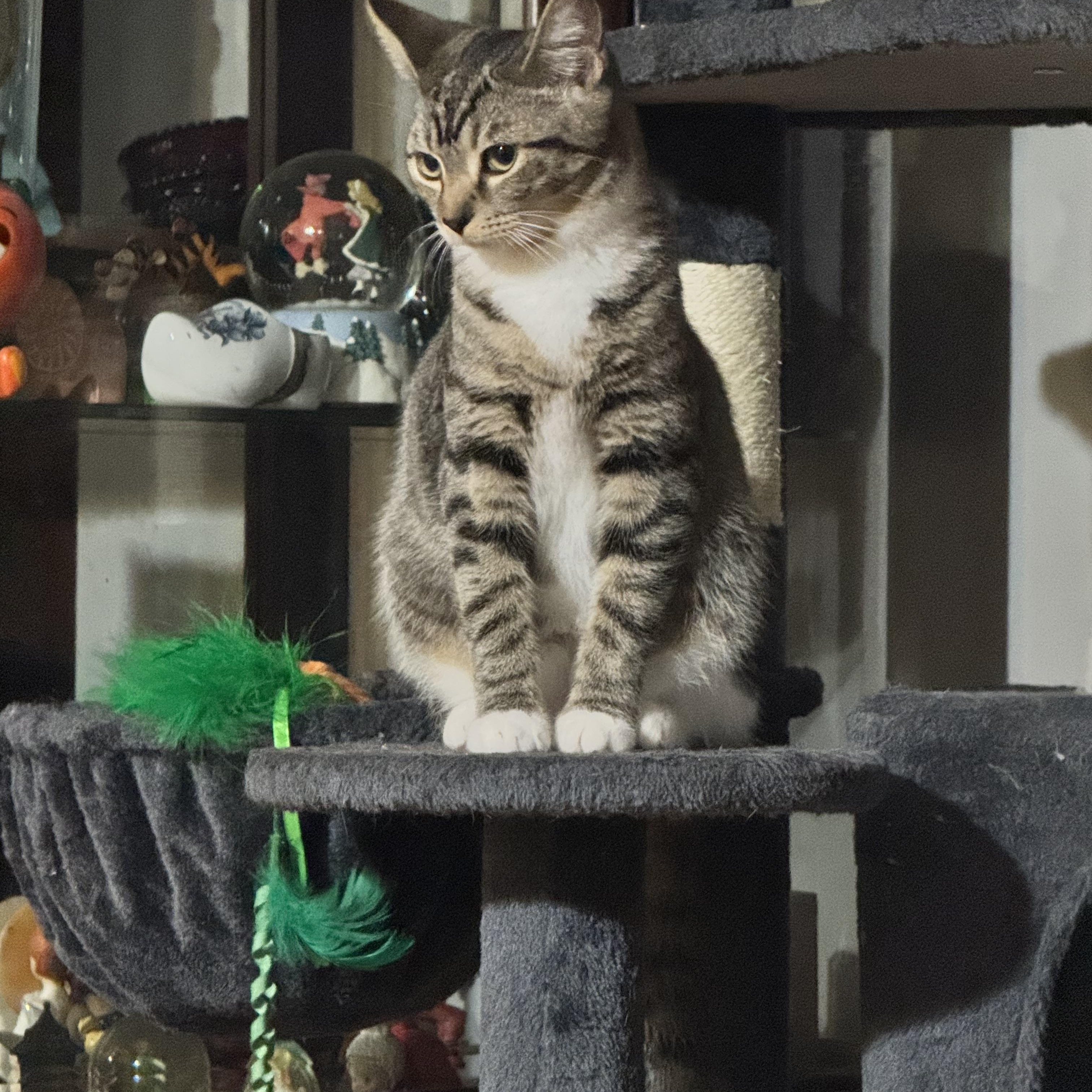 Cookie 4 months, Adoptable, Young Female Tabby.